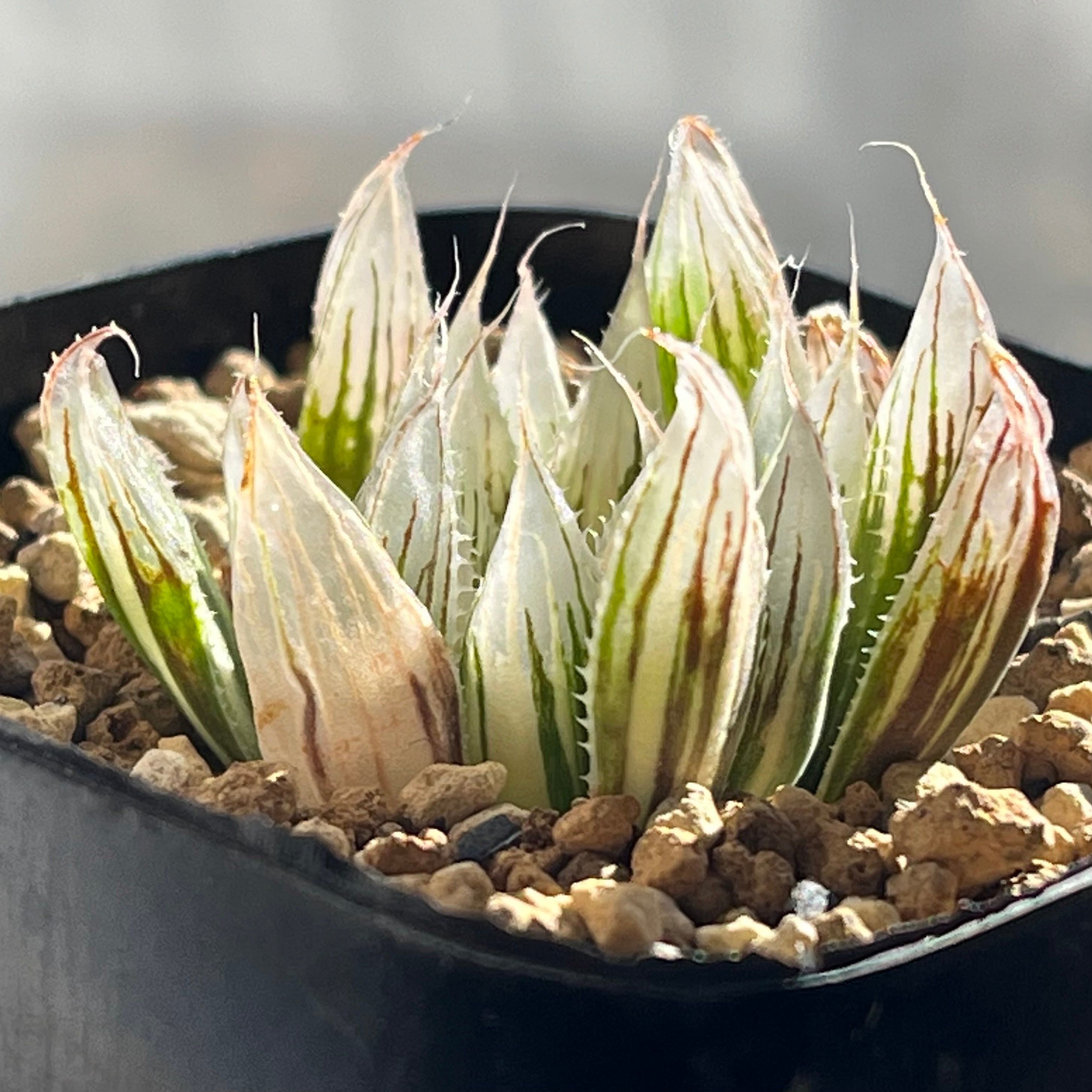 ハオルチア ダビディ錦① | mocono_plants