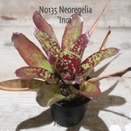 【送料無料】Neoregelia 'Inca'〔ネオレゲリア〕現品発送N0135