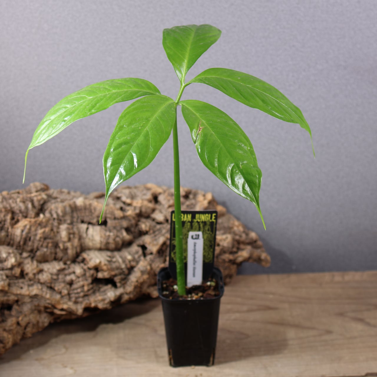 ALL ITEM | MARX PLANTS | 観葉植物・多肉植物・塊根植物