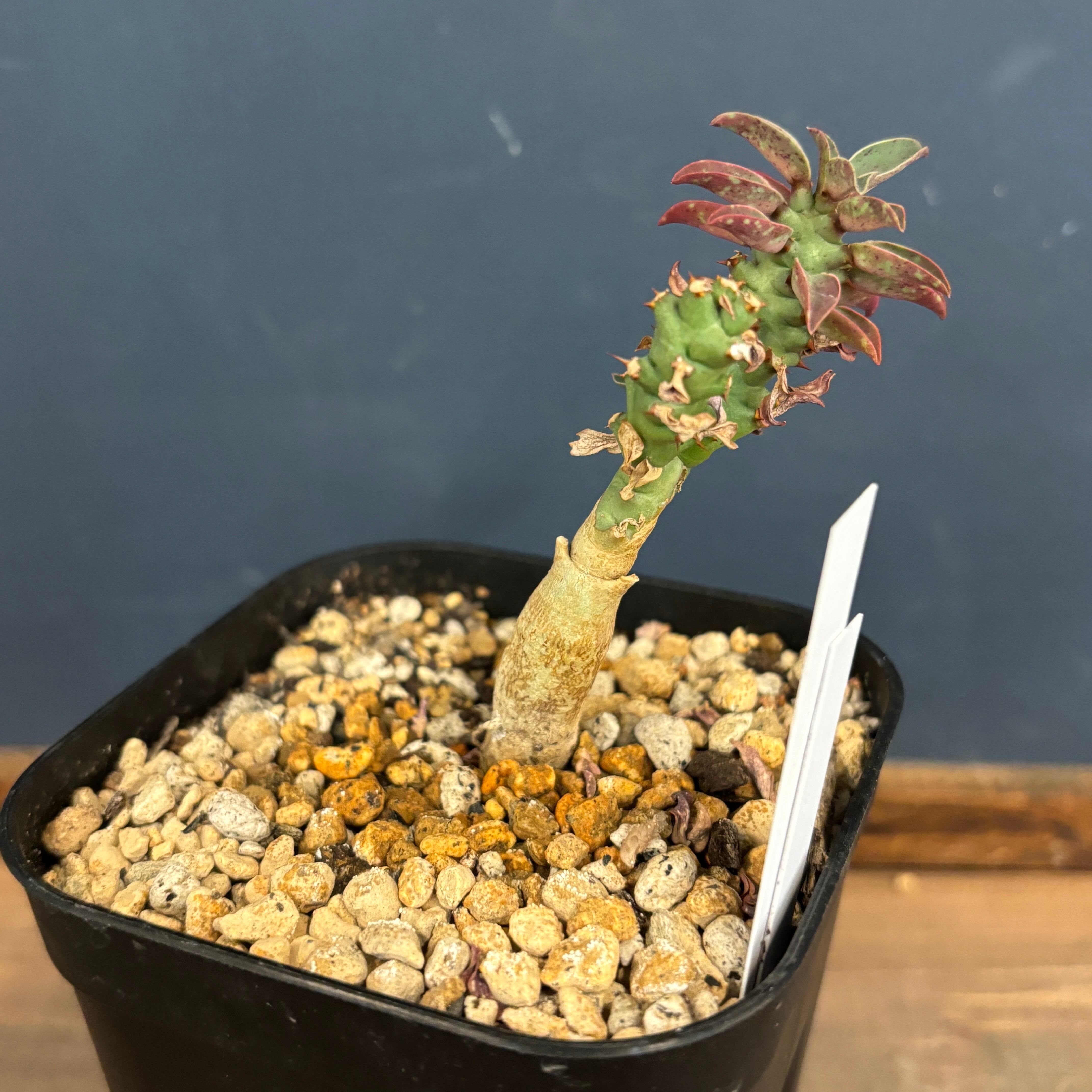 ユーフォルビア ♀クラビゲラ×♂カンダレンシス【609