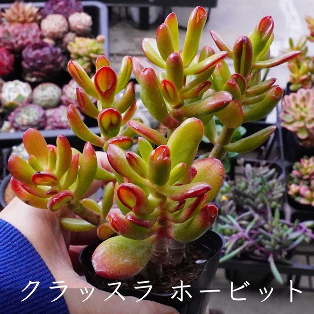 人気　可愛い葉【ホービット 2】多肉植物　クラッスラ　金のなる木の変種