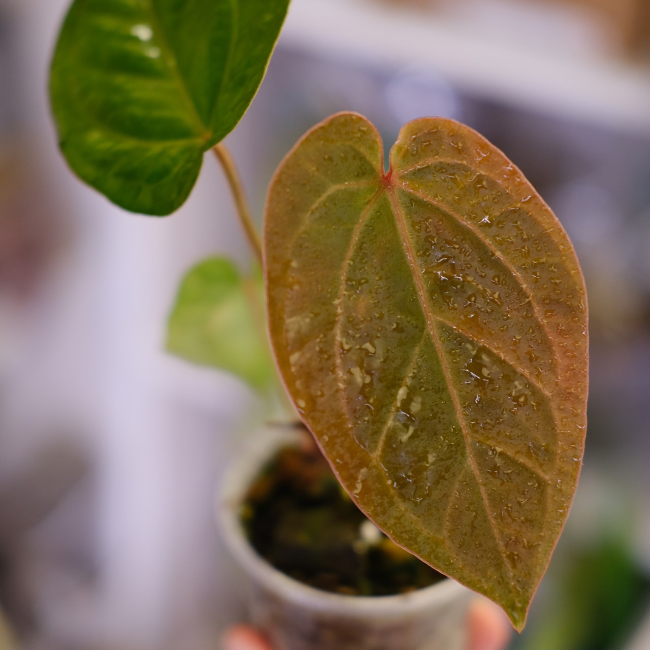 Anthurium kunayalensis × Anthurium Zara 'Michelle'|アンスリウム クナヤレンシス × ザラ・ミシェル⑤|観葉植物