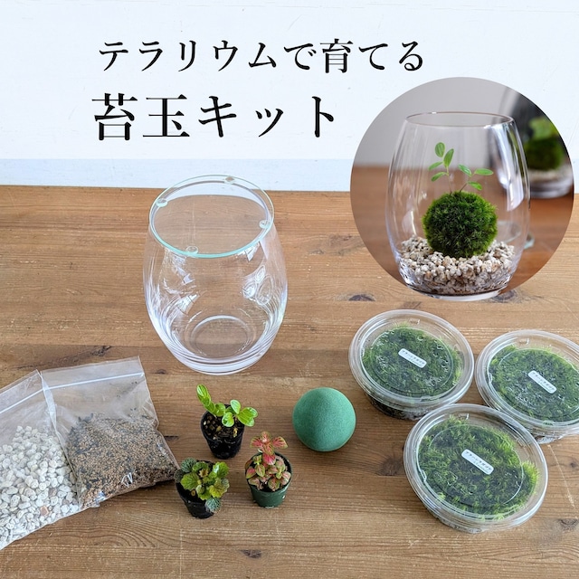 【作製キット】テラリウムで育てる苔玉キット ◆植物が選べる◆ガラス容器つき