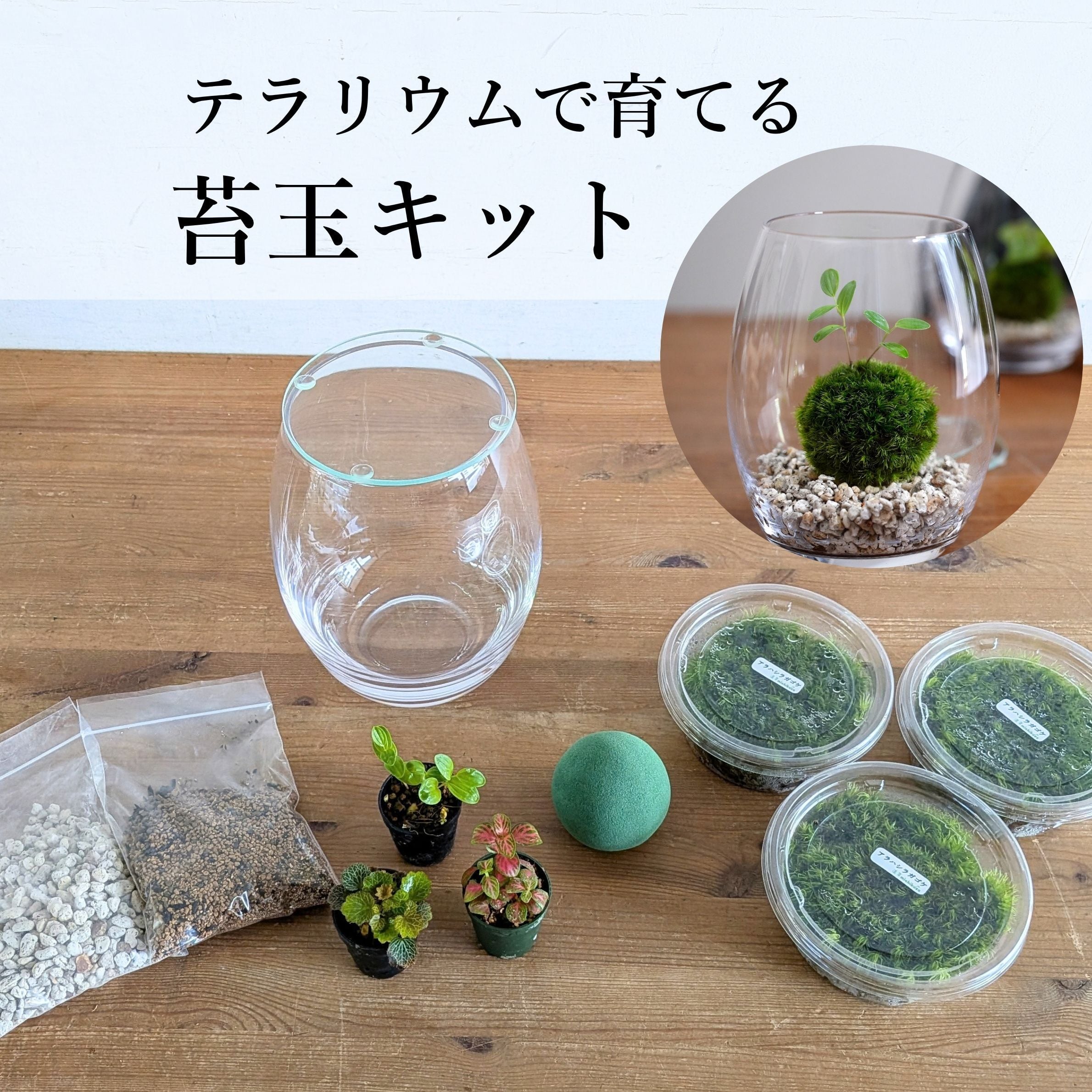 【作製キット】テラリウムで育てる苔玉キット ◆植物が選べる◆ガラス容器つき