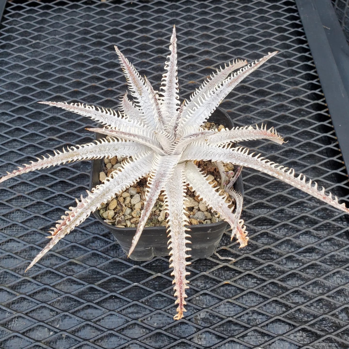 F00369_Dyckia 'Black Ice'：ディッキア・ブラックアイス（子株