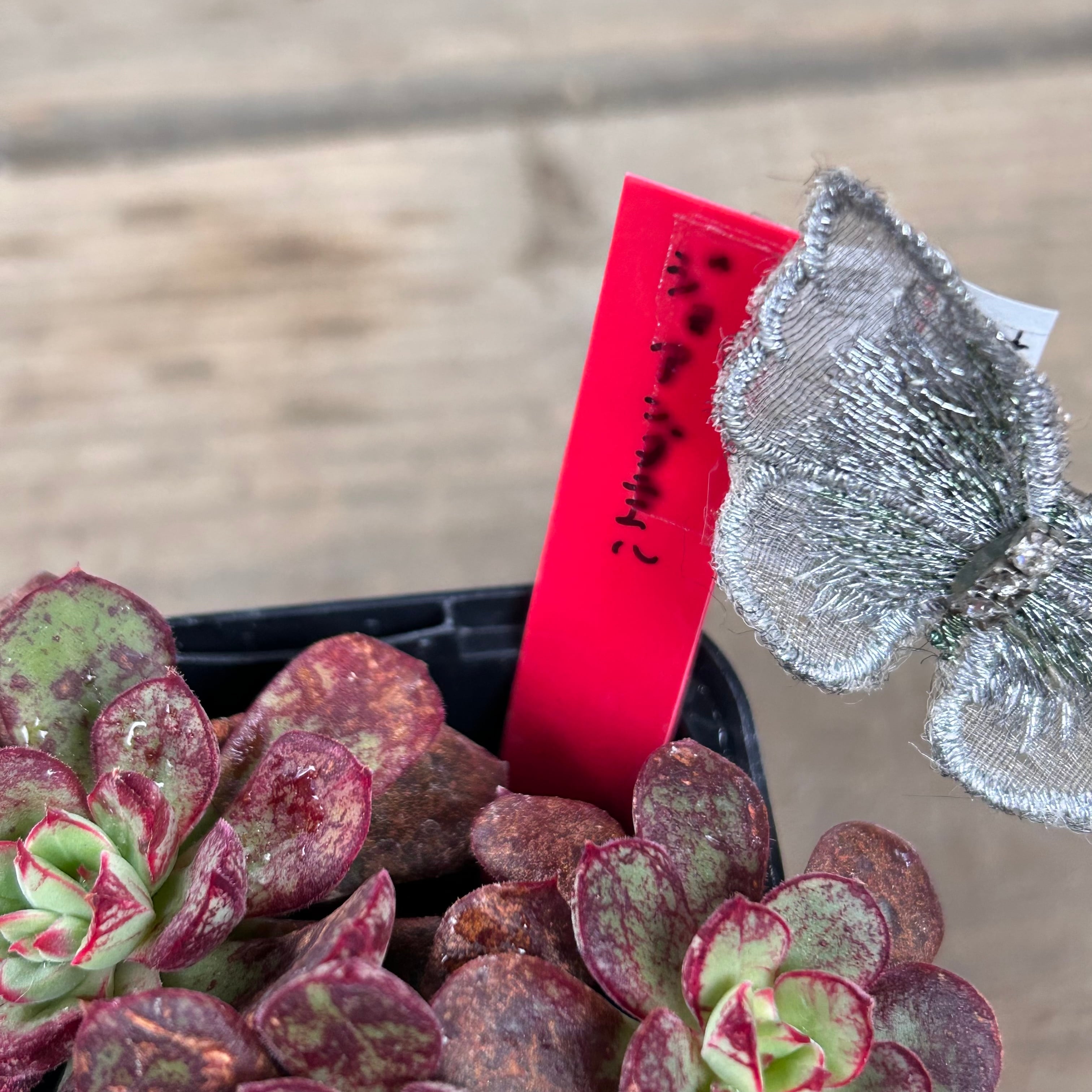 ジョアンダニエル | RuPo 多肉植物専門店