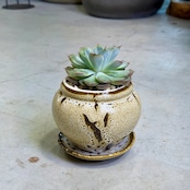 エケベリア ‘ブルーエルフ’