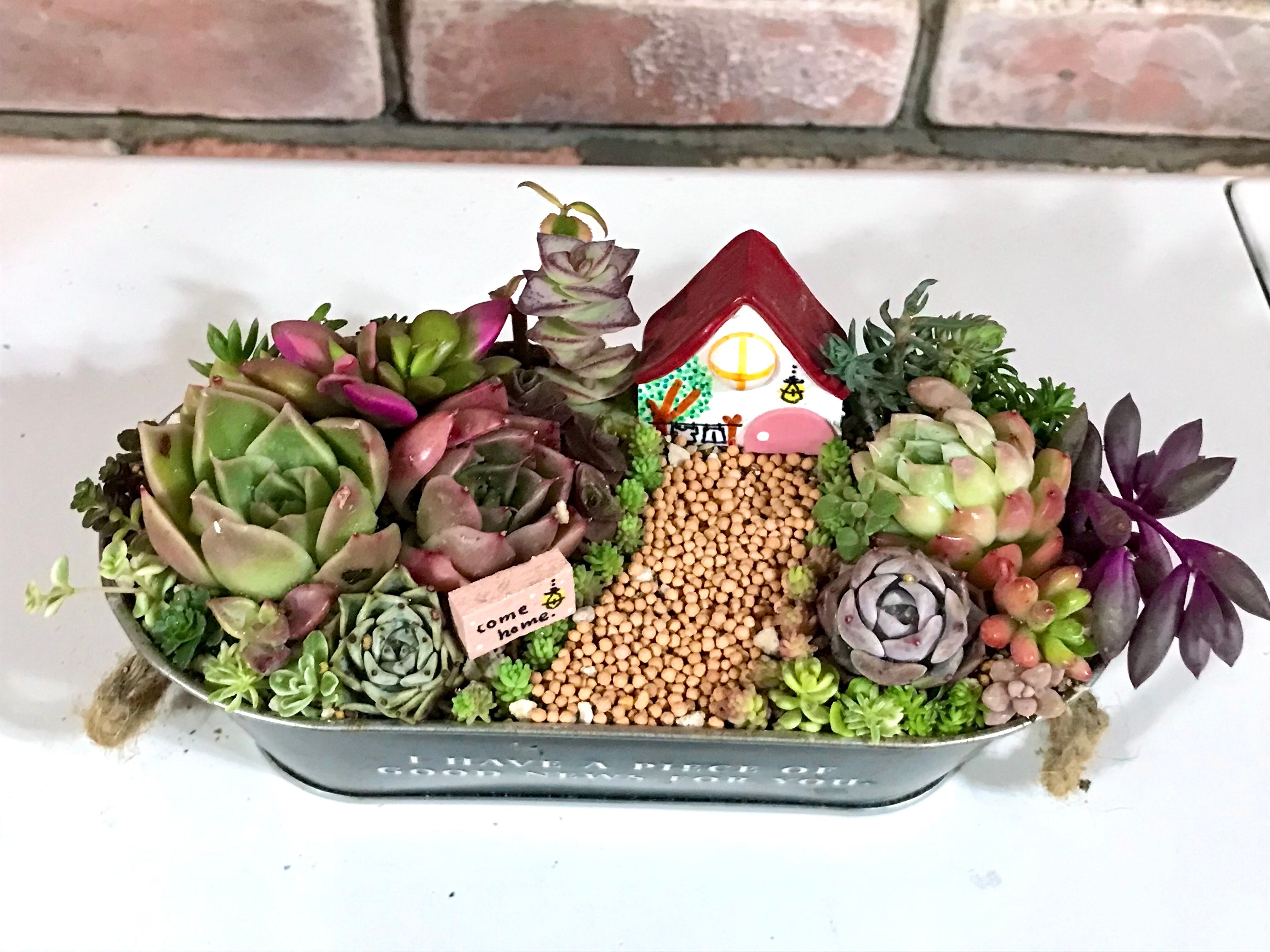 多肉植物寄せ植え「come home」 | Pay ID