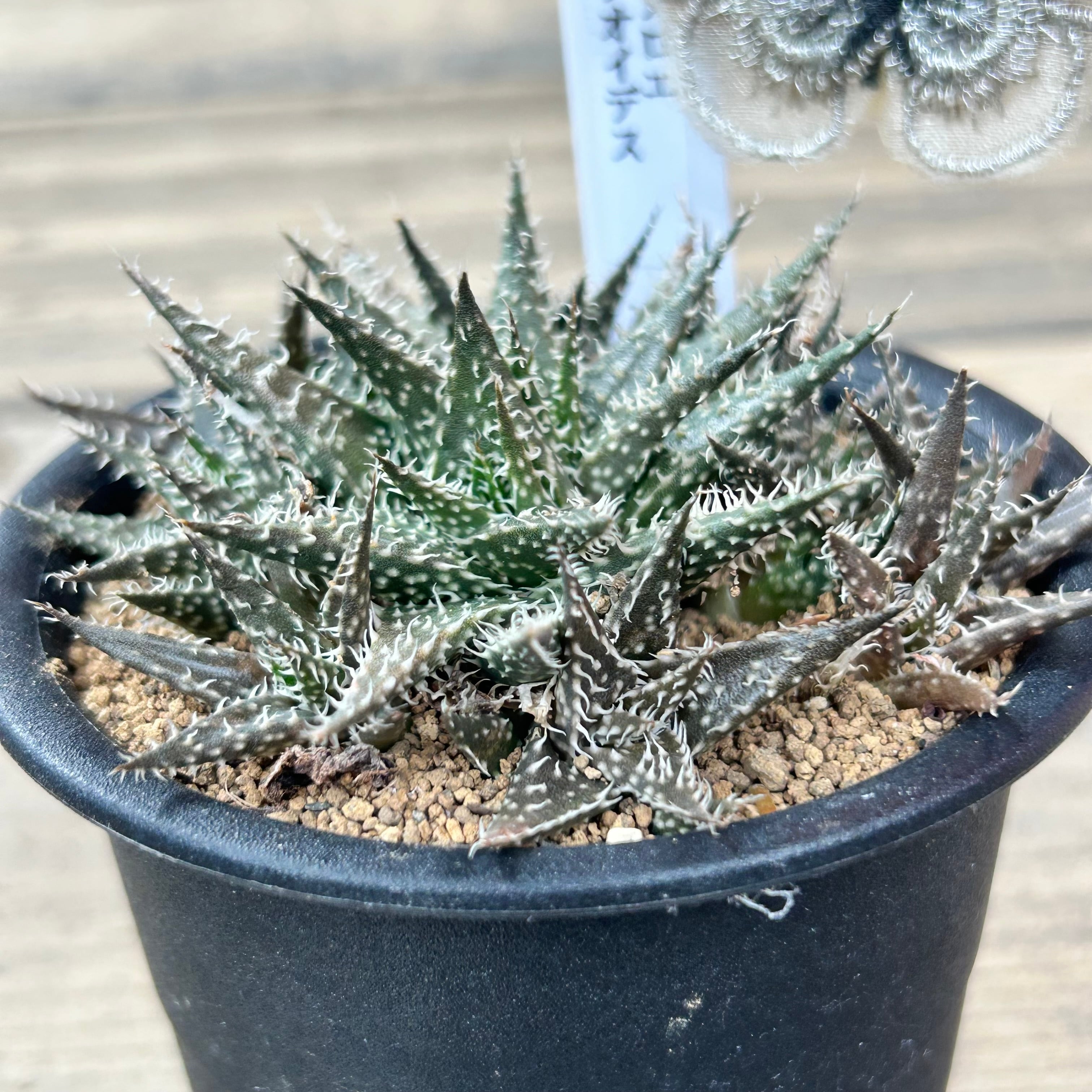 世界最小アロエ ハオルチオイデス | RuPo 多肉植物専門店
