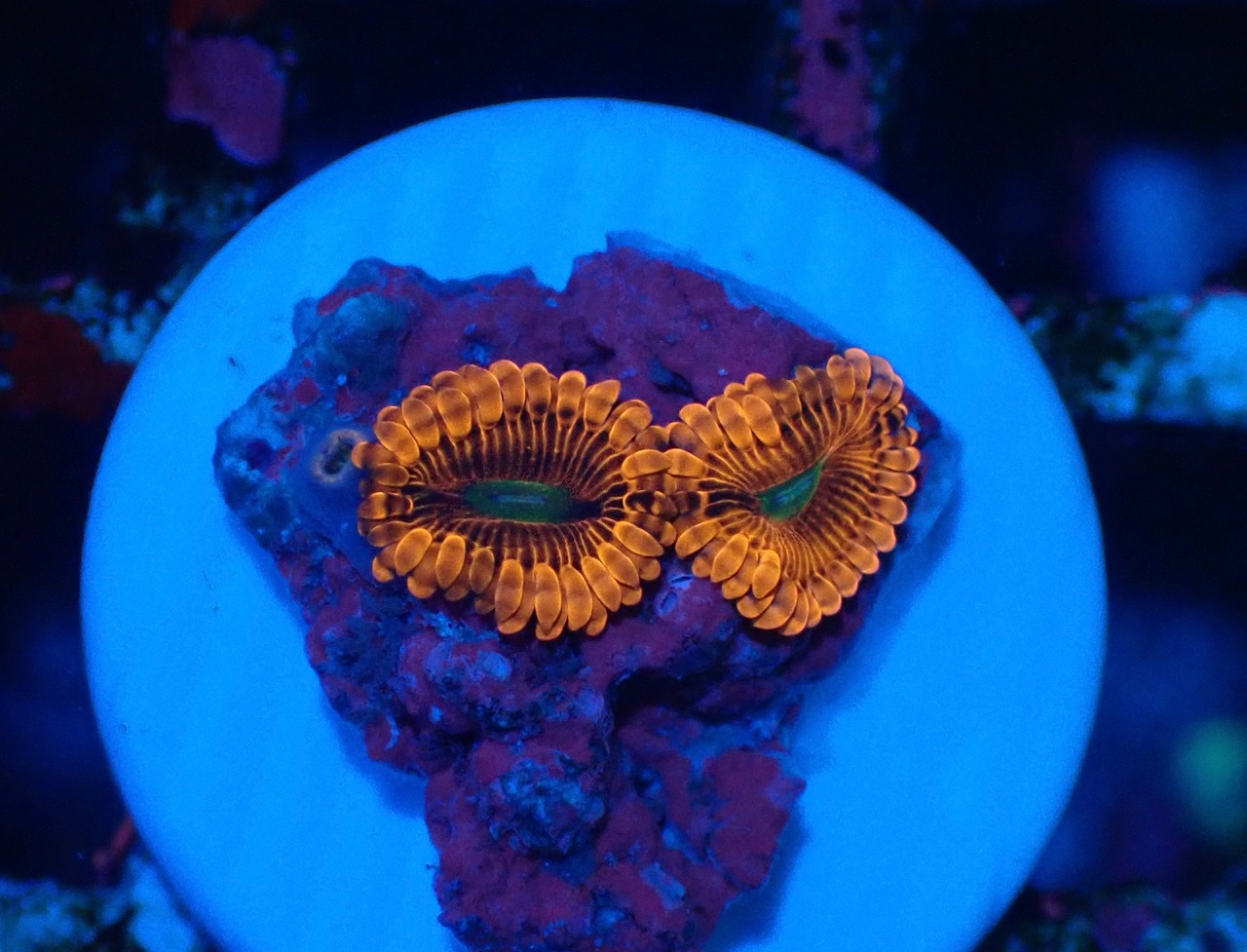 【現地買付】JalartaZoa 19