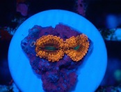 【現地買付】JalartaZoa 19