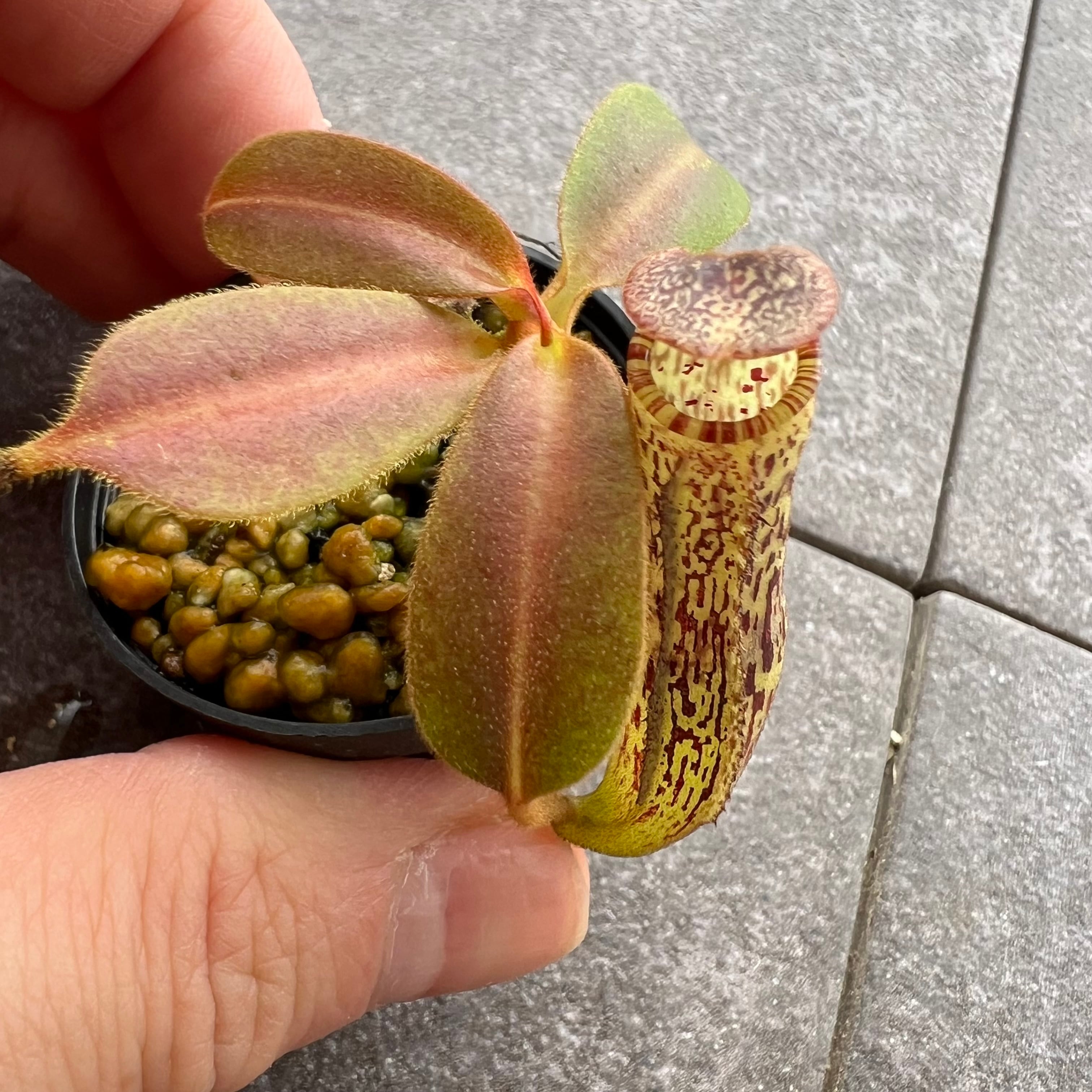 ソウラボ牛乳植物アガベシェード　オレンジ ソウラボ牛乳植物アガベシェード オレンジ AGAVE-ZERO ［REAL TYPE