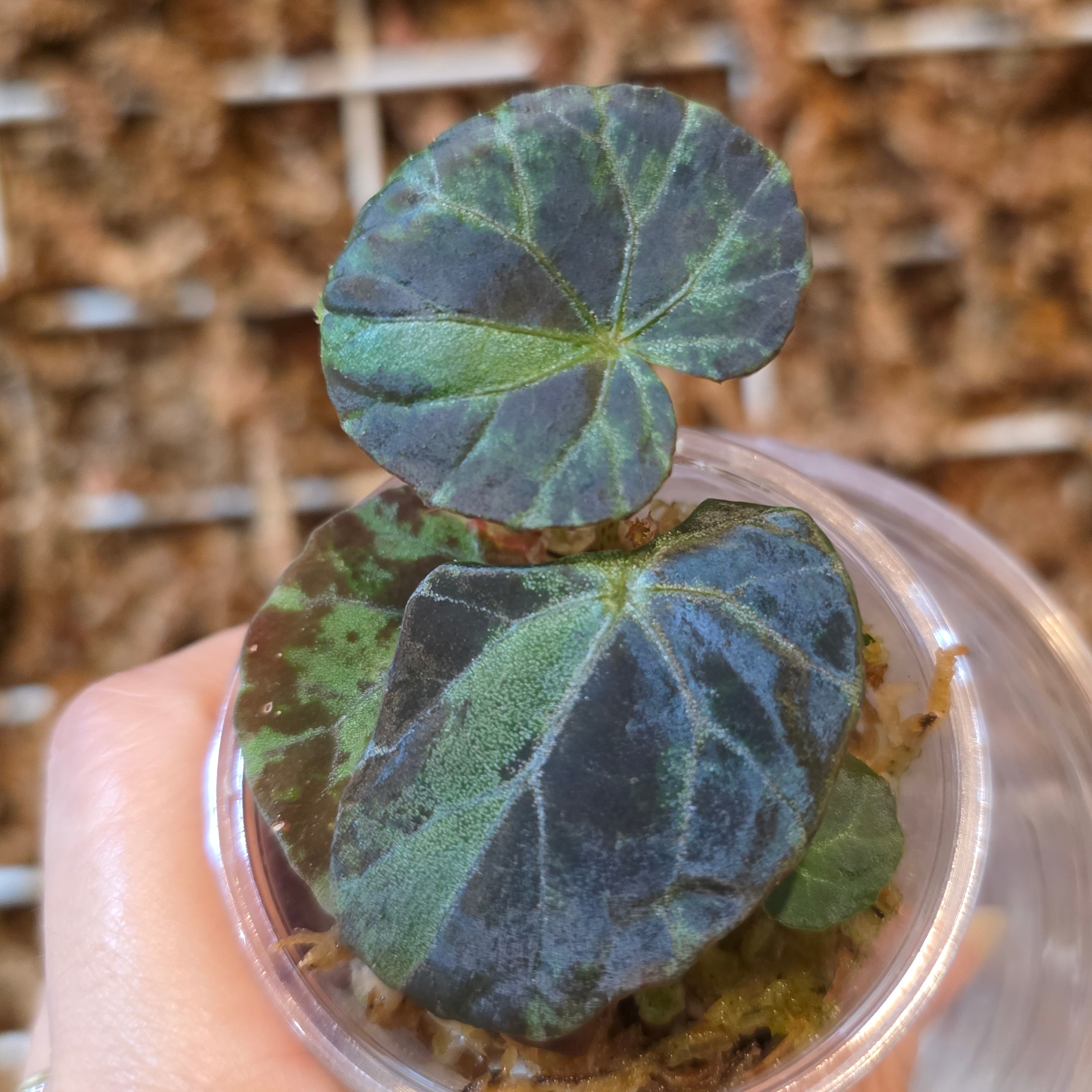その他観葉植物 Papp 観葉植物 | HAPPAX