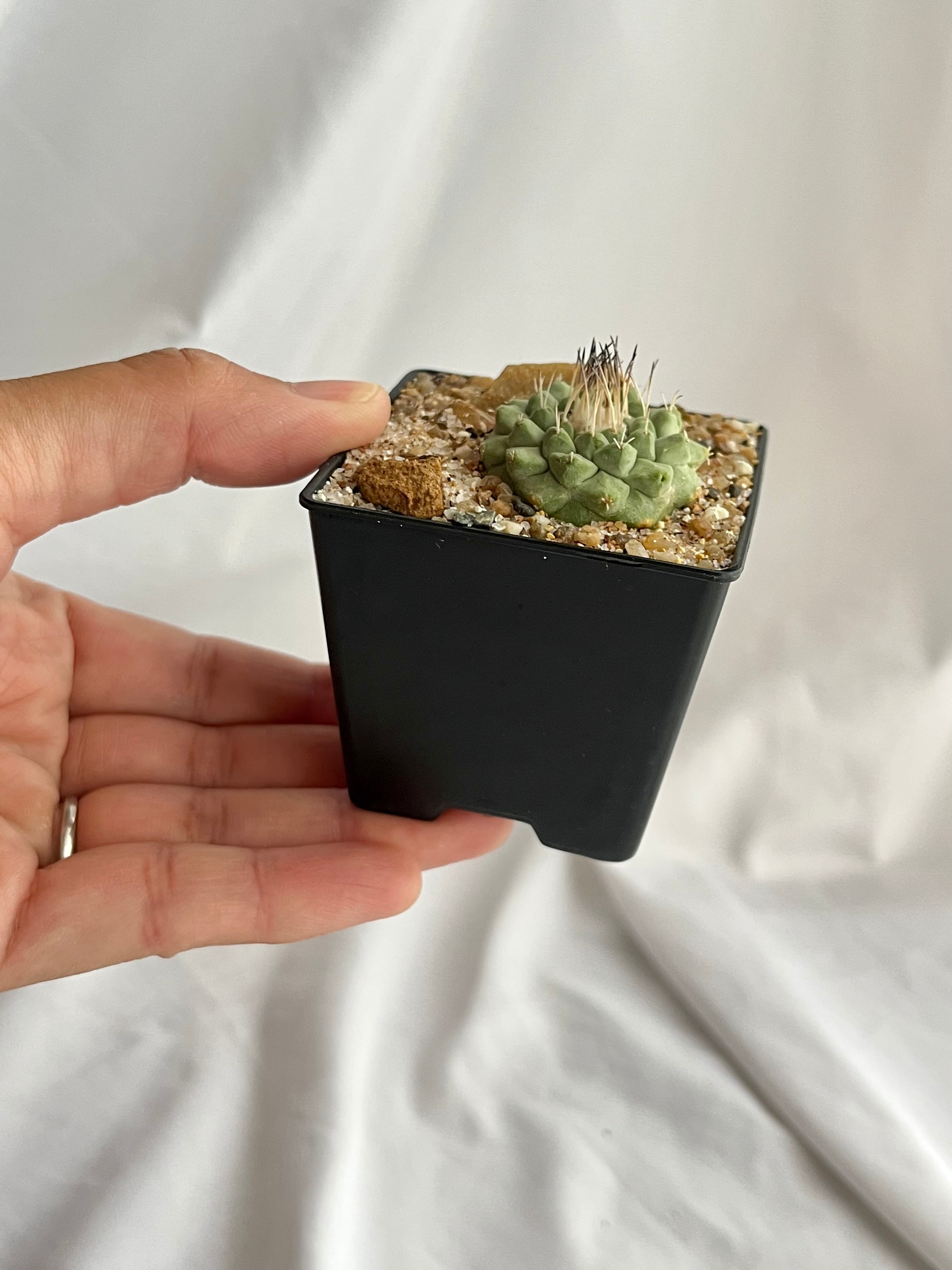 Strombocactus discifromis ストロンボカクタス 菊水 サボテン