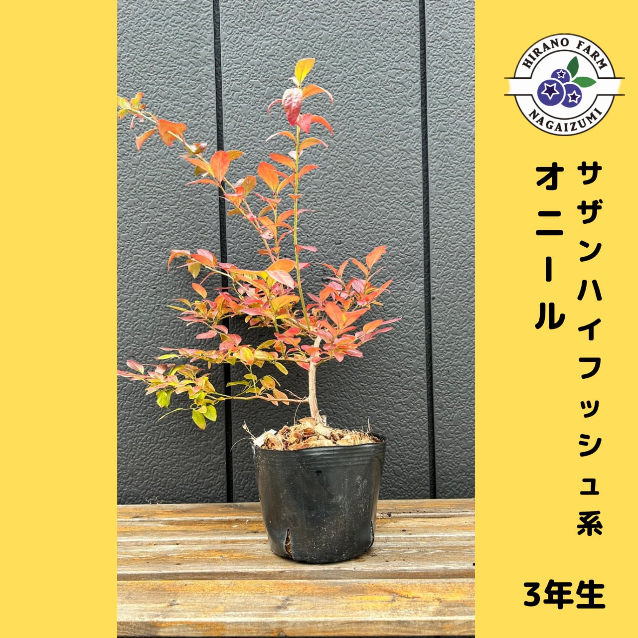 ブルーベリー苗 ミスティー &オニール サザンハイブッシュ系 準大苗