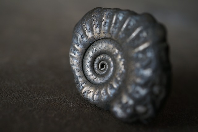 イギリス産黄鉄鉱化アンモナイト  Pyritized Ammonite 1517