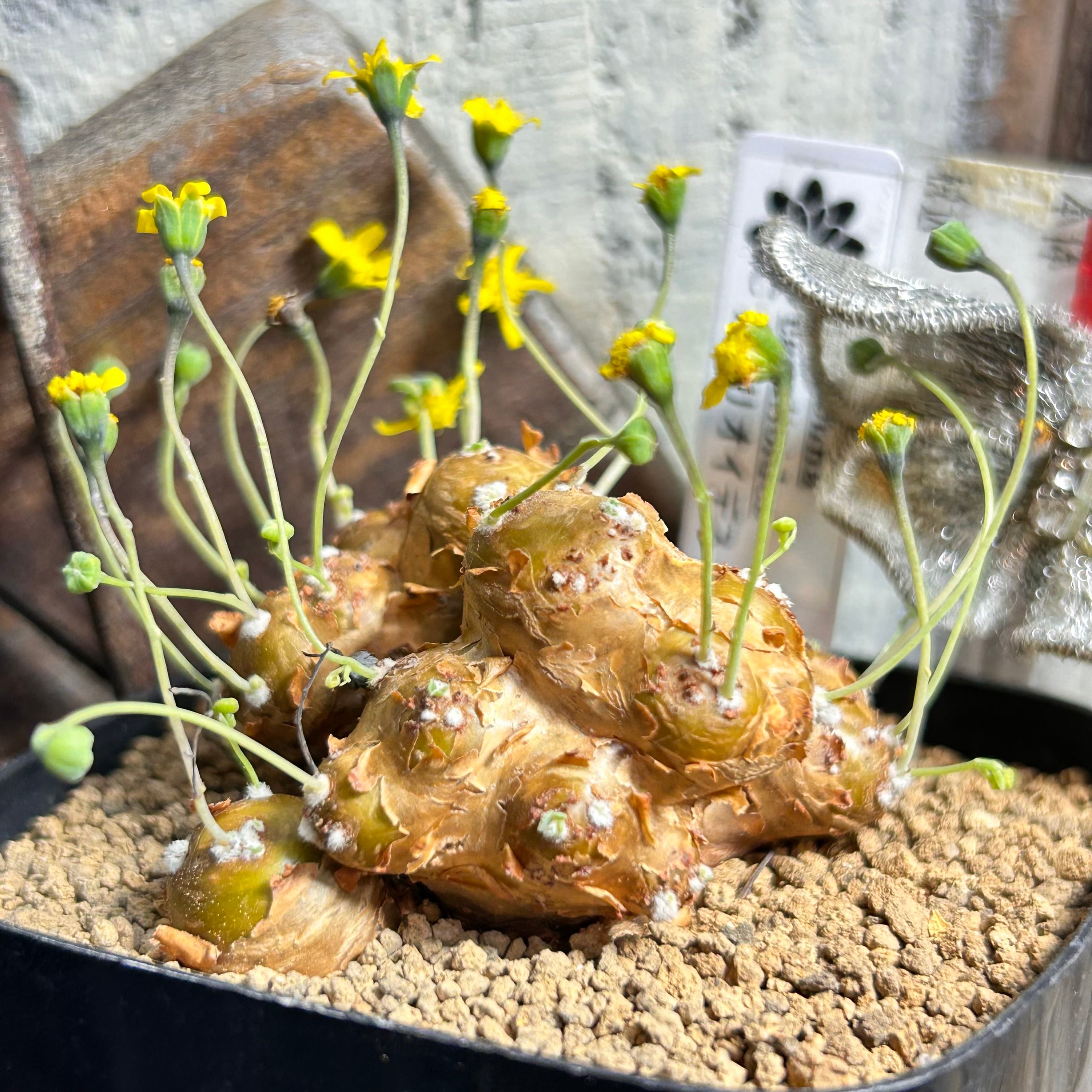 人気！韓国苗☆フライバード RuPo 多肉植物専門店