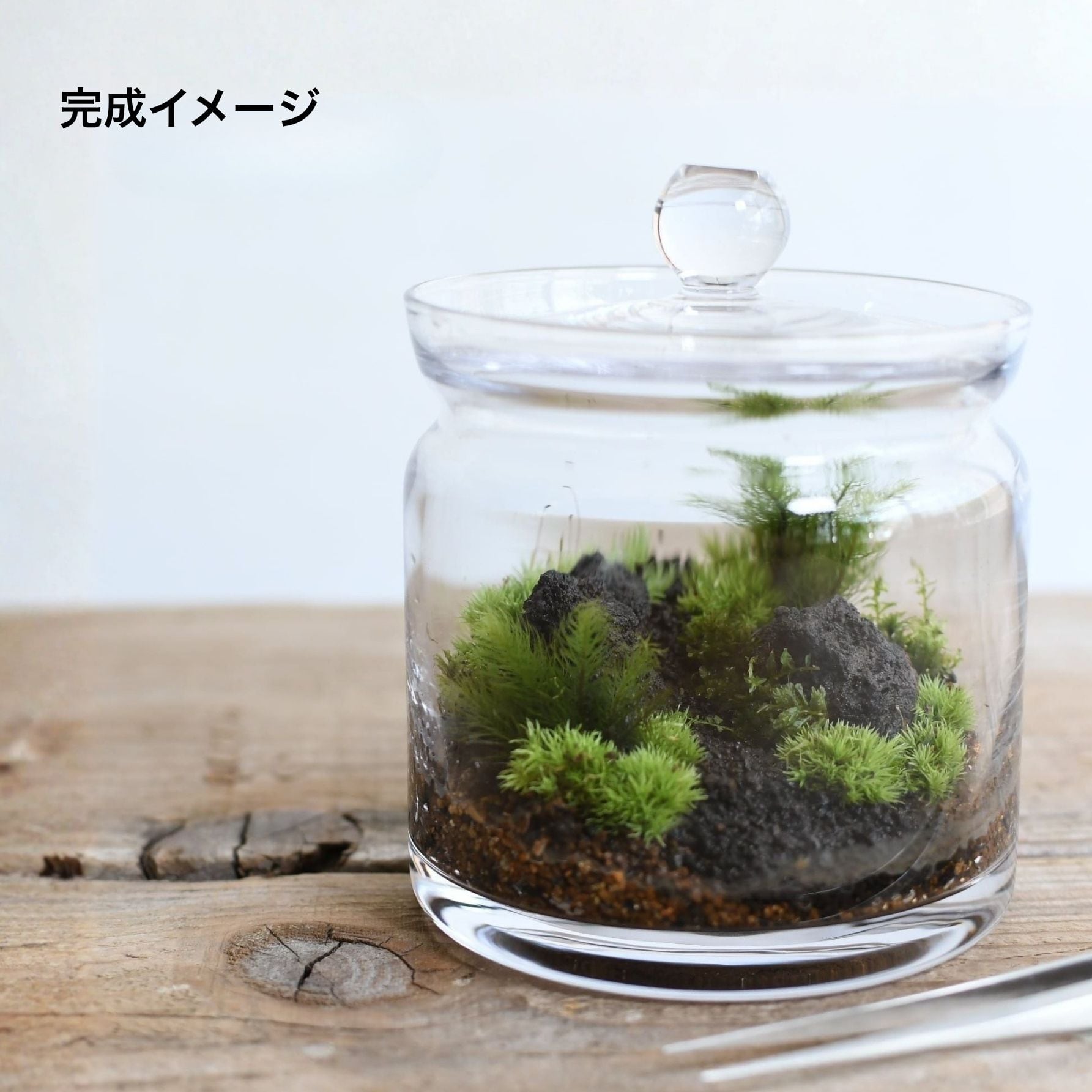 2026母の日限定】はじめての苔テラリウムキット◇必要なツールと本が