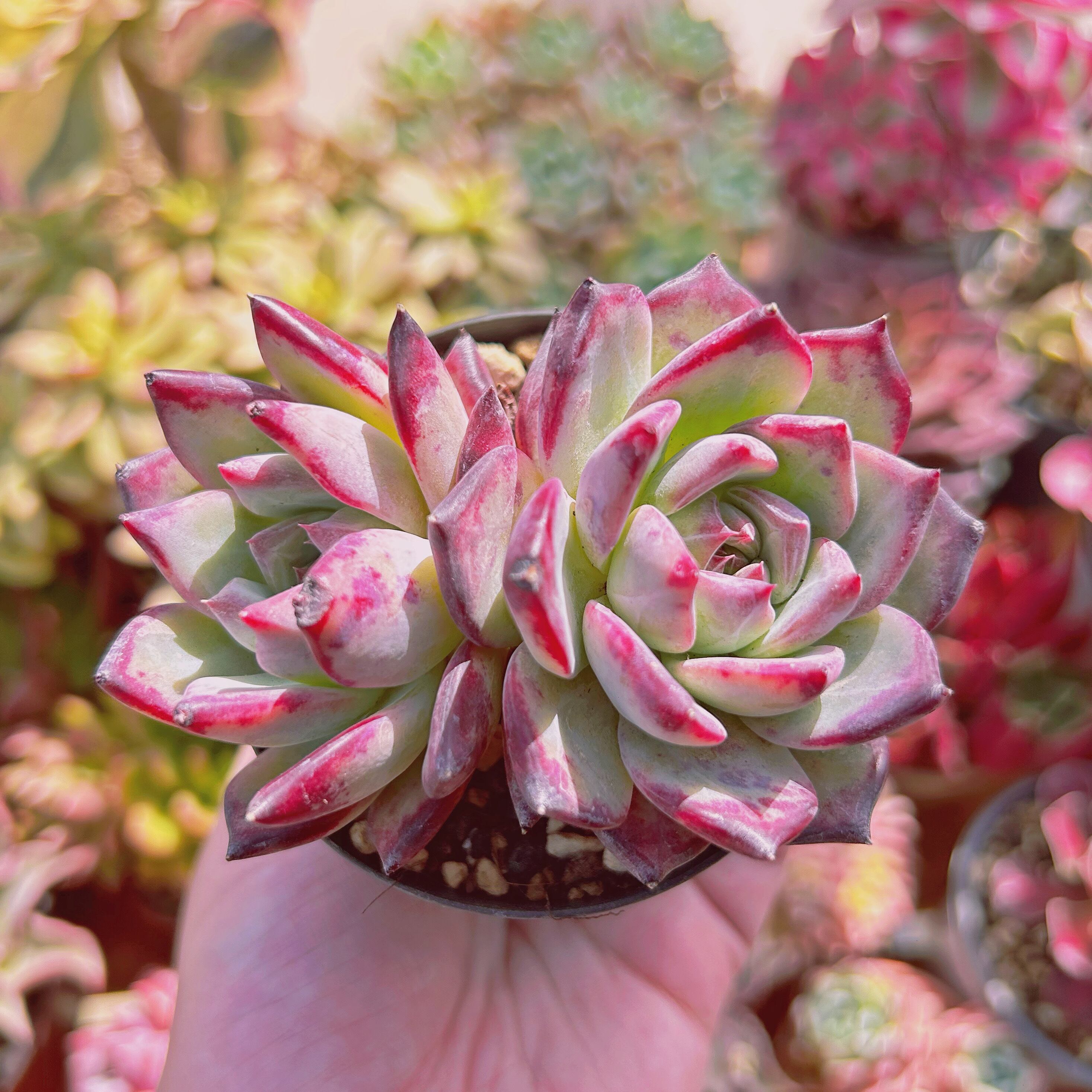 多肉植物　Echeveria  ラタム　大群生