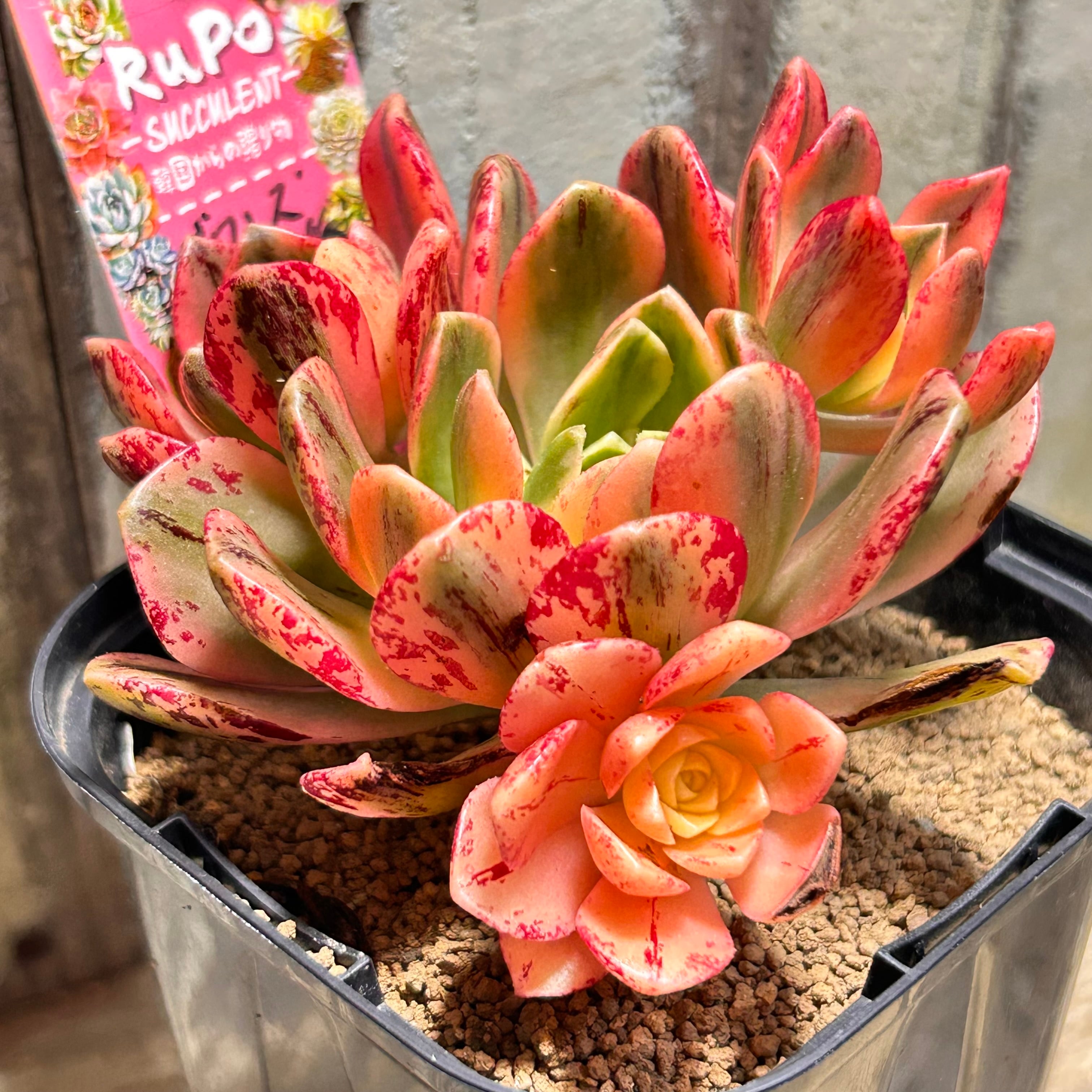 アエオニウム  甜茶錦（ブロンズメタル錦）⭐️お買い得、超特大　プーケ型 ブロンズメタル(メダル)錦 アエオニウム | RuPo 多肉植物専門店