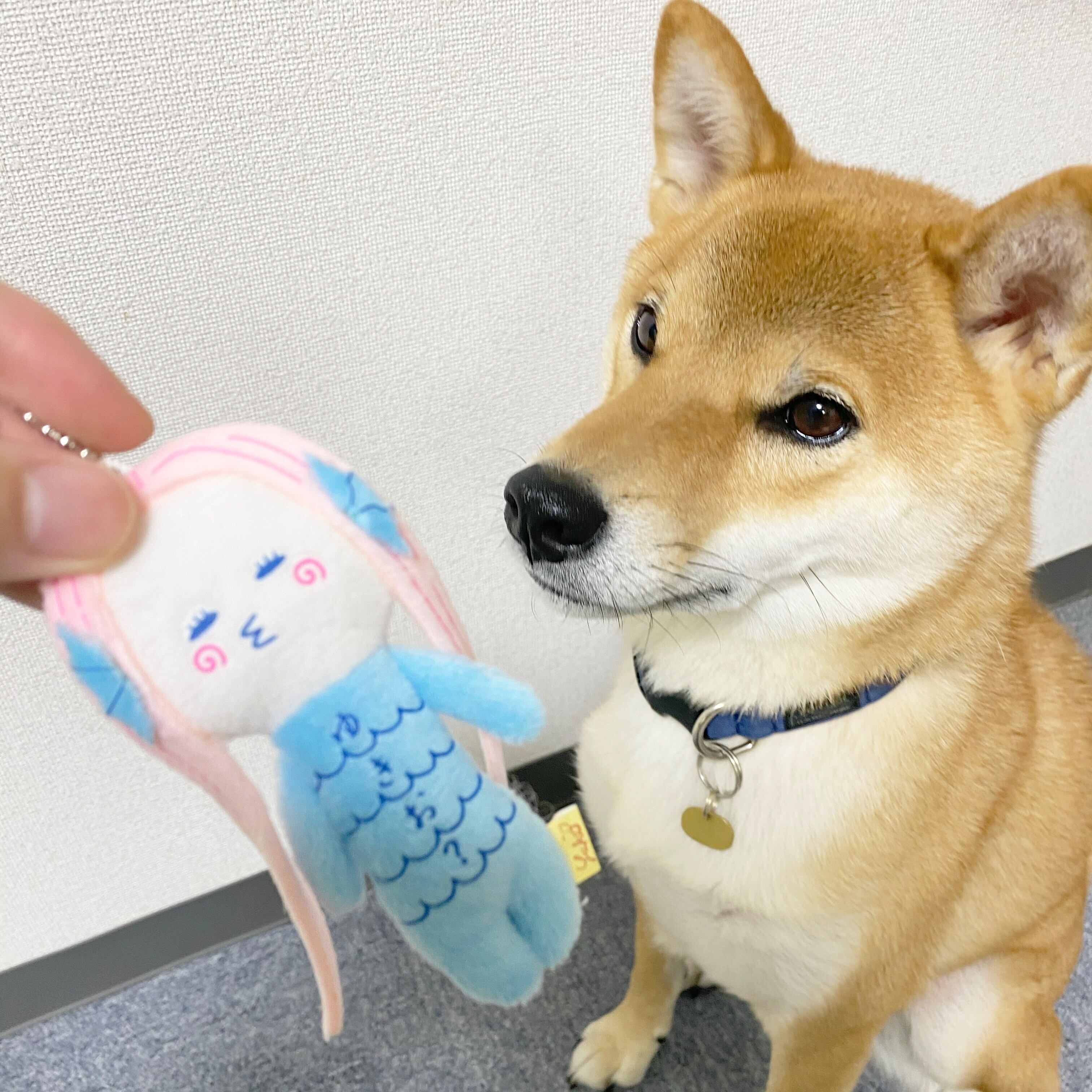 ゆきお アマビエ | TORCH-Online Shop-