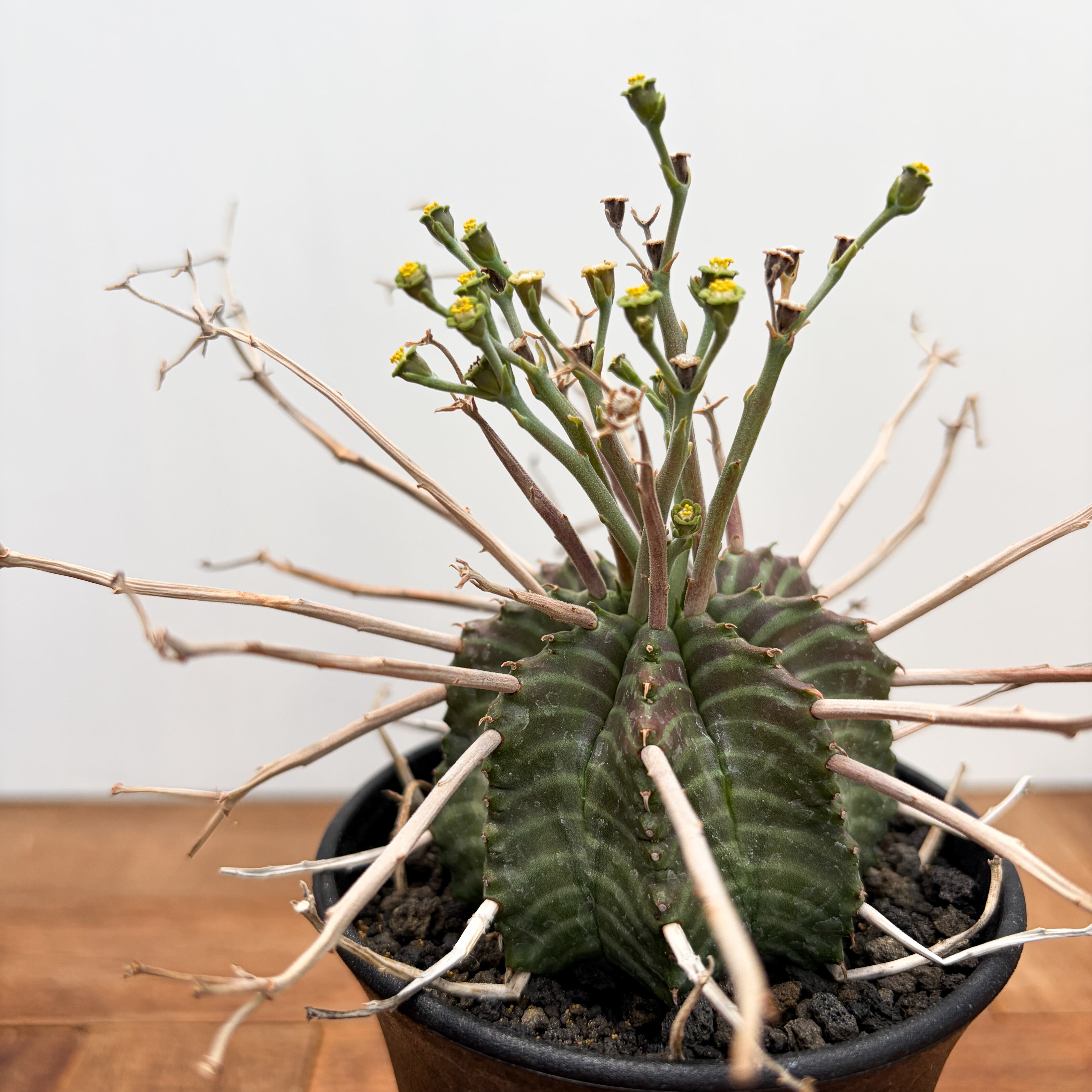 Euphorbia valida【ユーフォルビア・強棘バリダ】 | RIMO'S GREEN