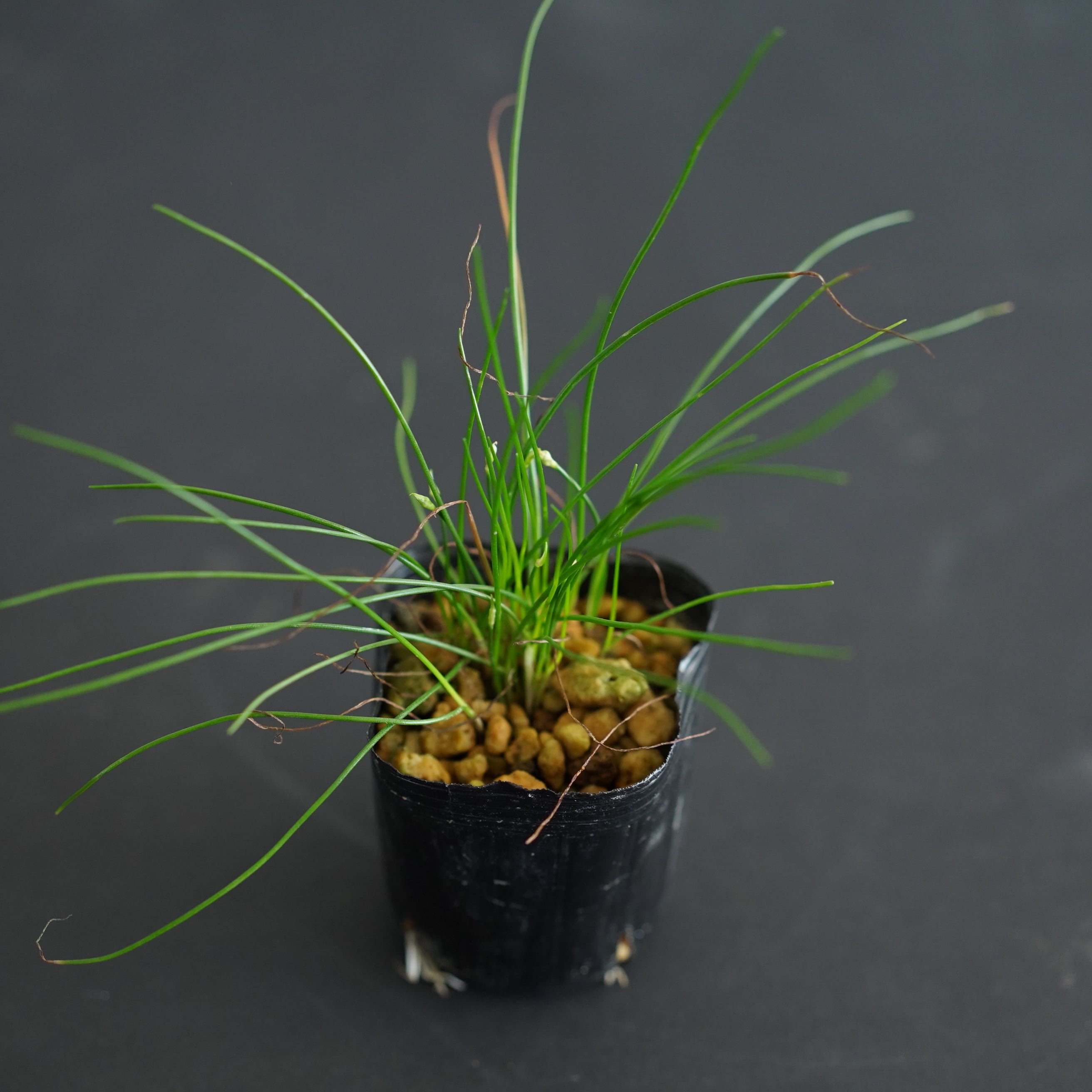 白花イトラッキョウ 苔テラリウム作製用素材