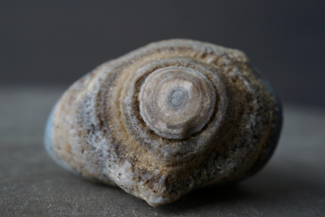 ゴビアゲート Gobi Agate 1684