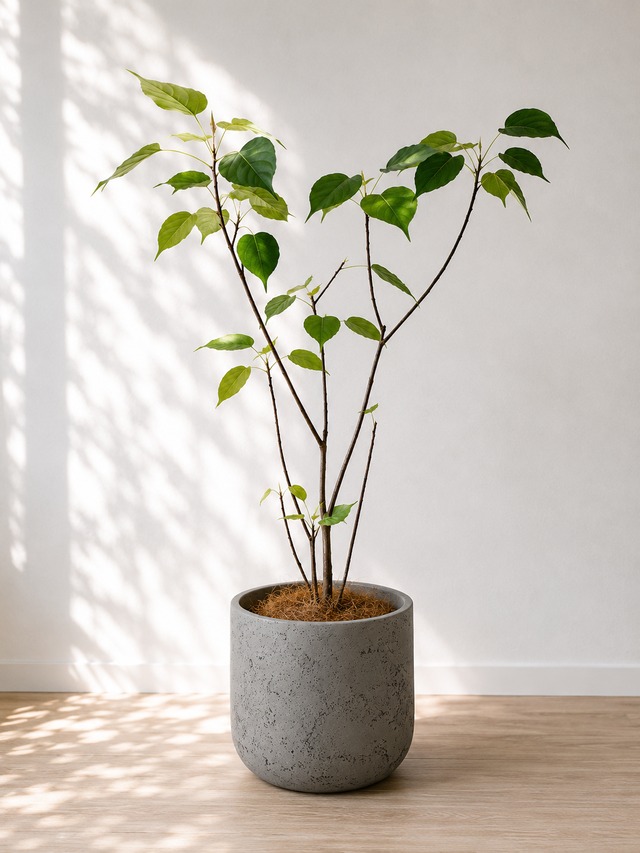 植え替えにおすすめの植木鉢・鉢カバー 観葉植物 calm cafe