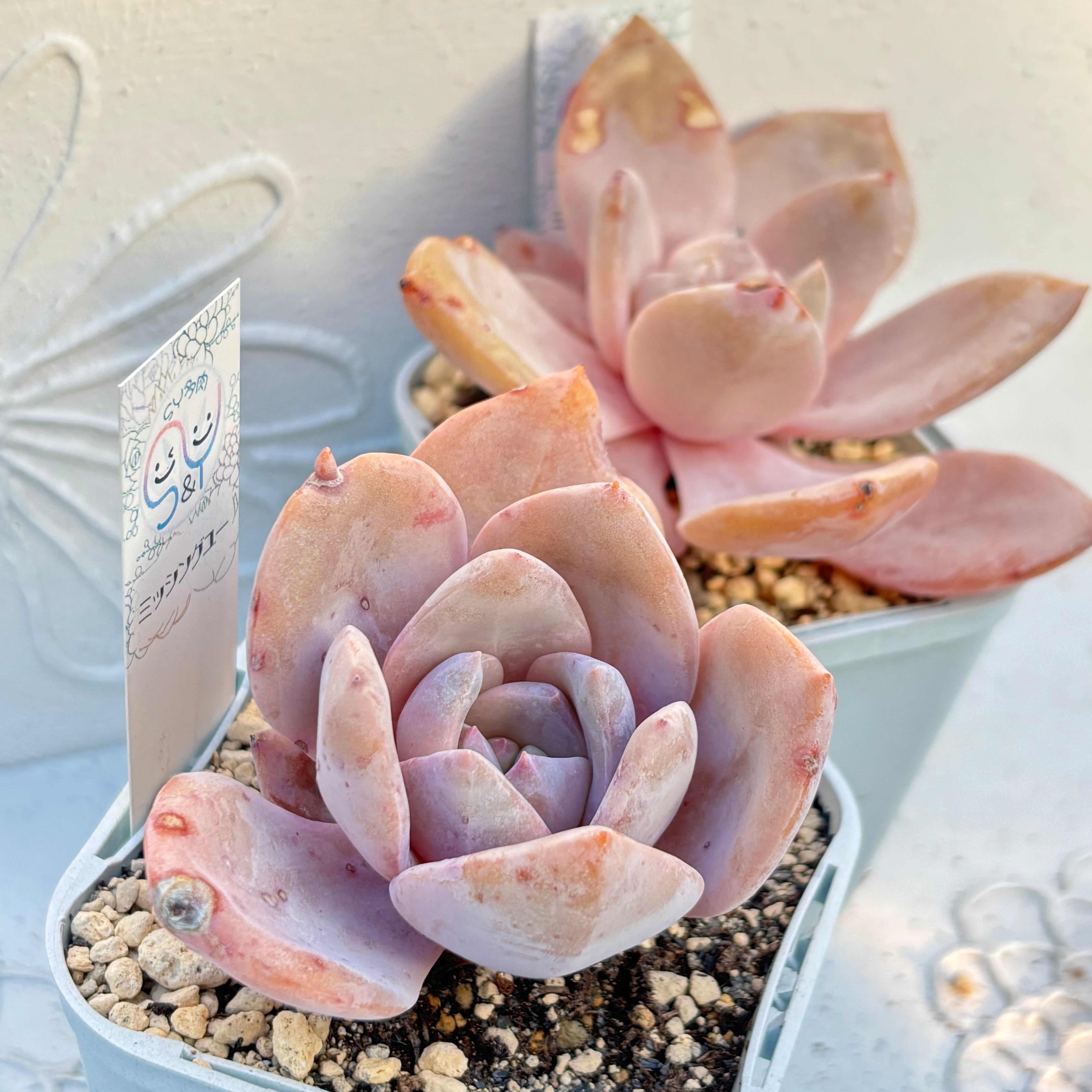 多肉植物 中国苗 韓国苗 販売ショップ SY多肉