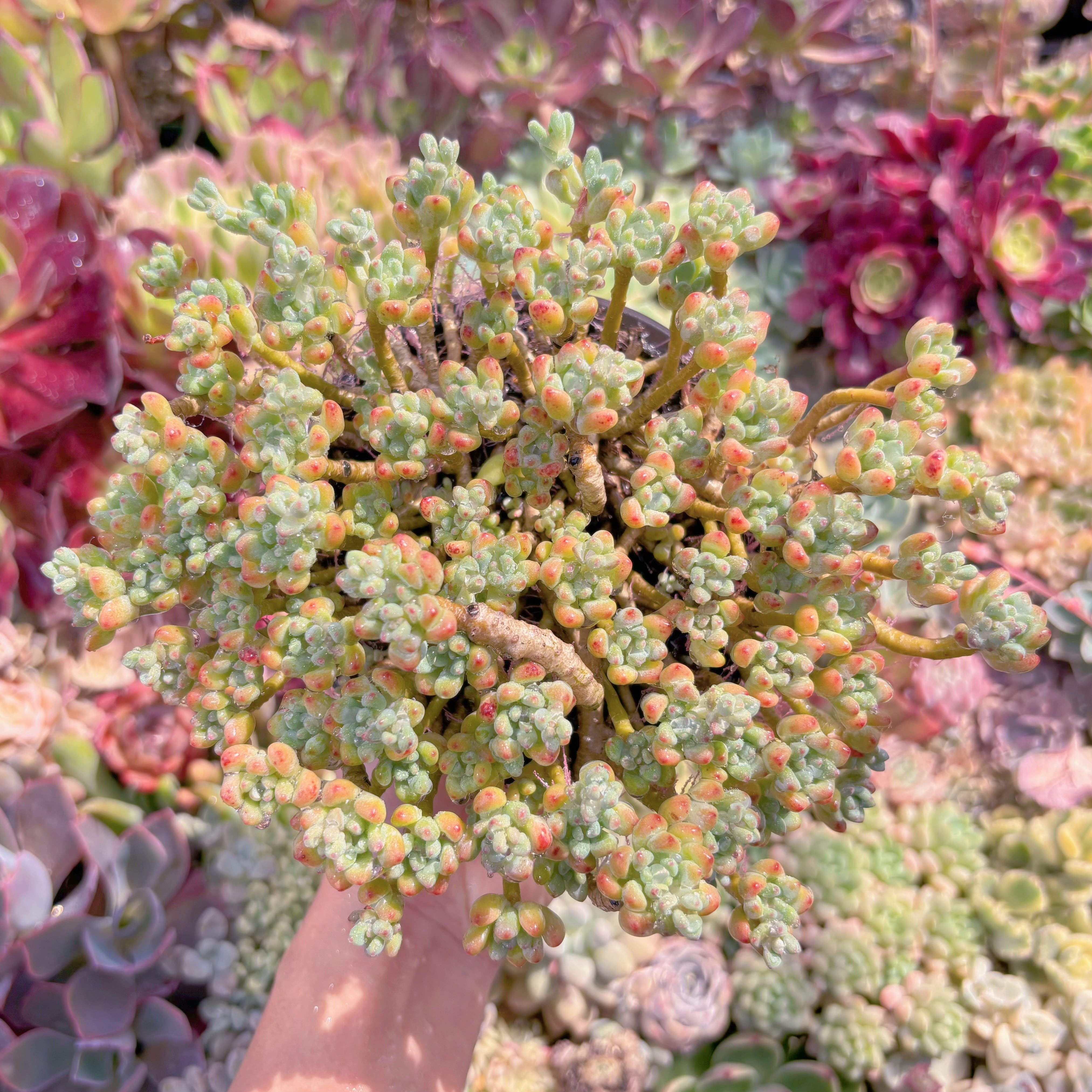 現品　ピンクビーン#D14　特大群生　るる農園