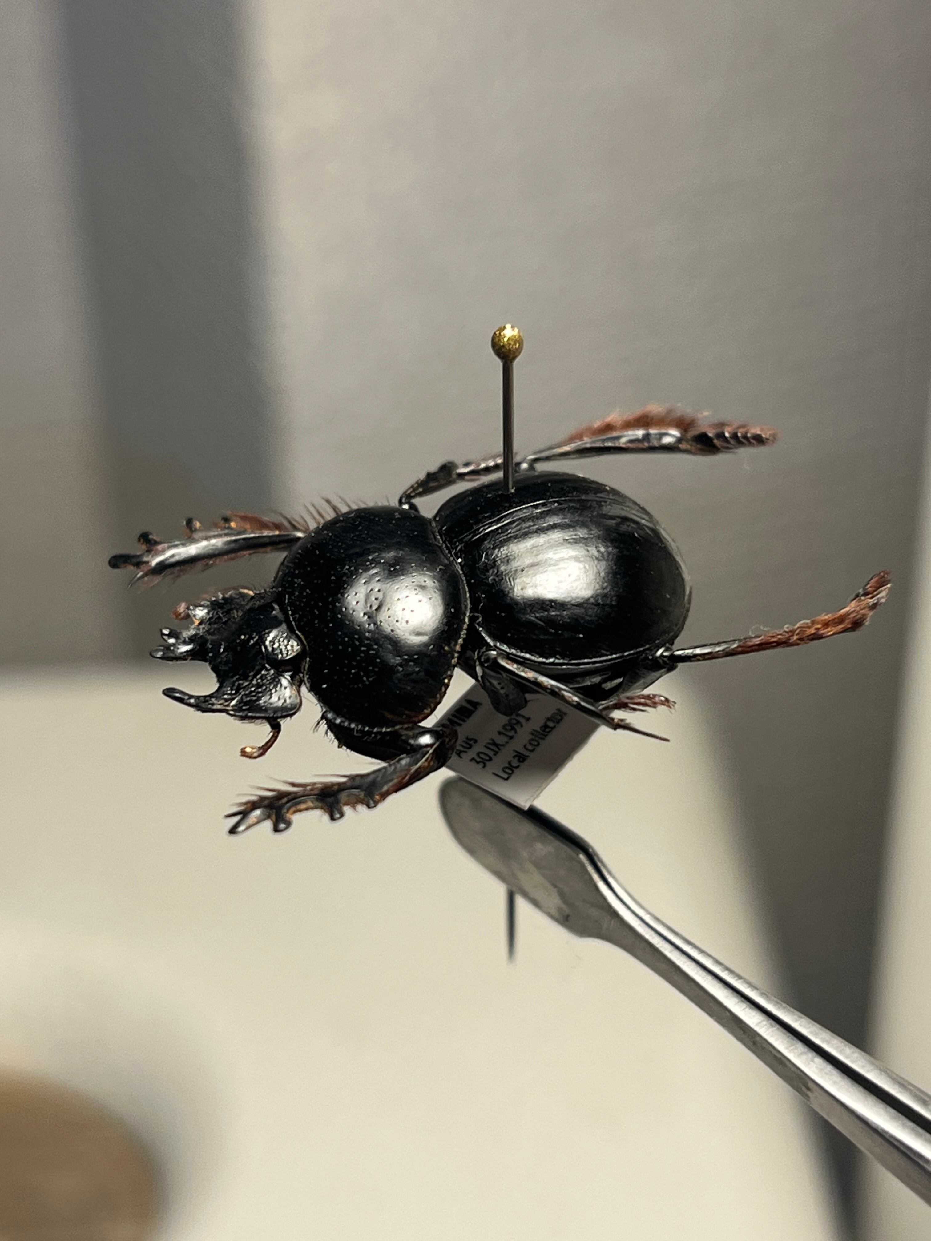 24mm♂】クモガタタマオシコガネに酷似のPachysoma schinzi 糞虫