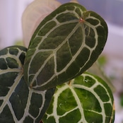 【正規タグ】Anthurium 'Michelle' by DOC BLOCK⑮ / アンスリウム・ミシェル│観葉植物