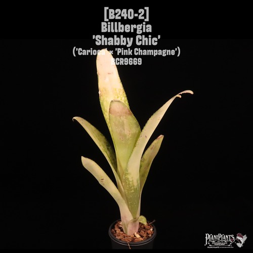 Billbergia 'Shabby Chic'〔ビルベルギア〕B240-2