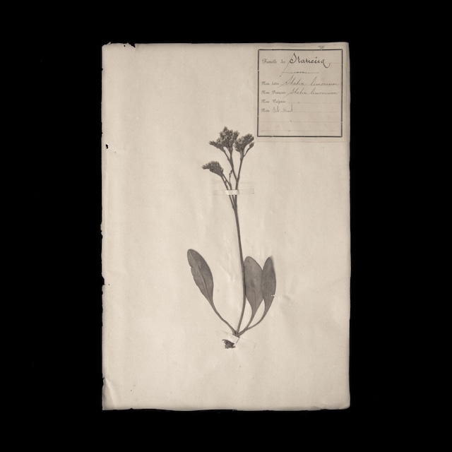 植物の標本 6, 欧州, 19世紀.