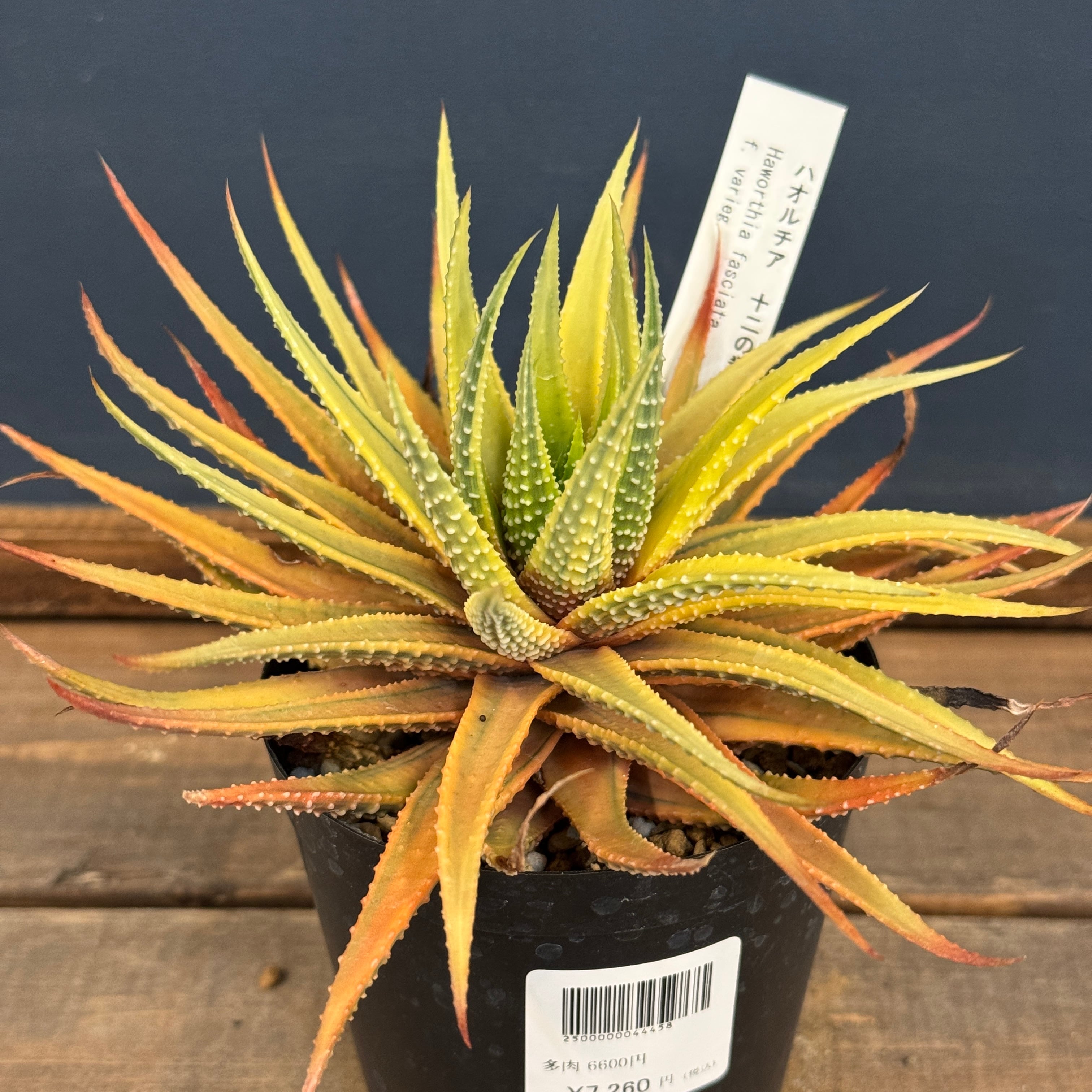 ハオルチア 十二の巻 斑入り【990】 | PROTOLEAF プロトリーフ