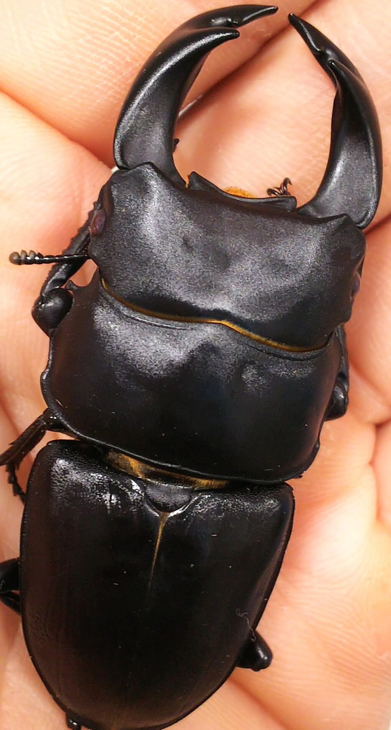 阿古谷オオクワガタ逆ハペア 極短極太