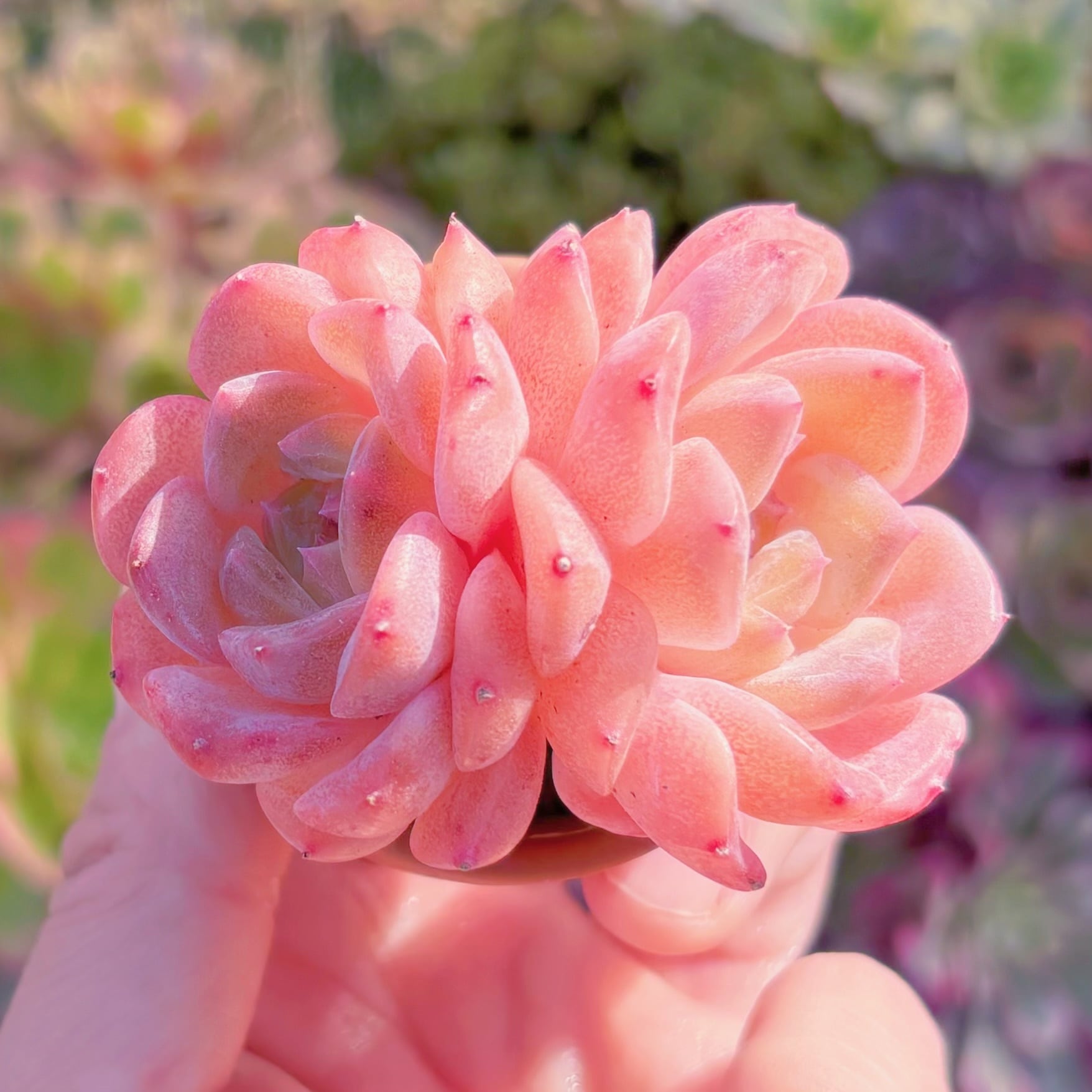 多肉植物　新品種　桃斑美人（ももふびじん）　新入荷　るる農園