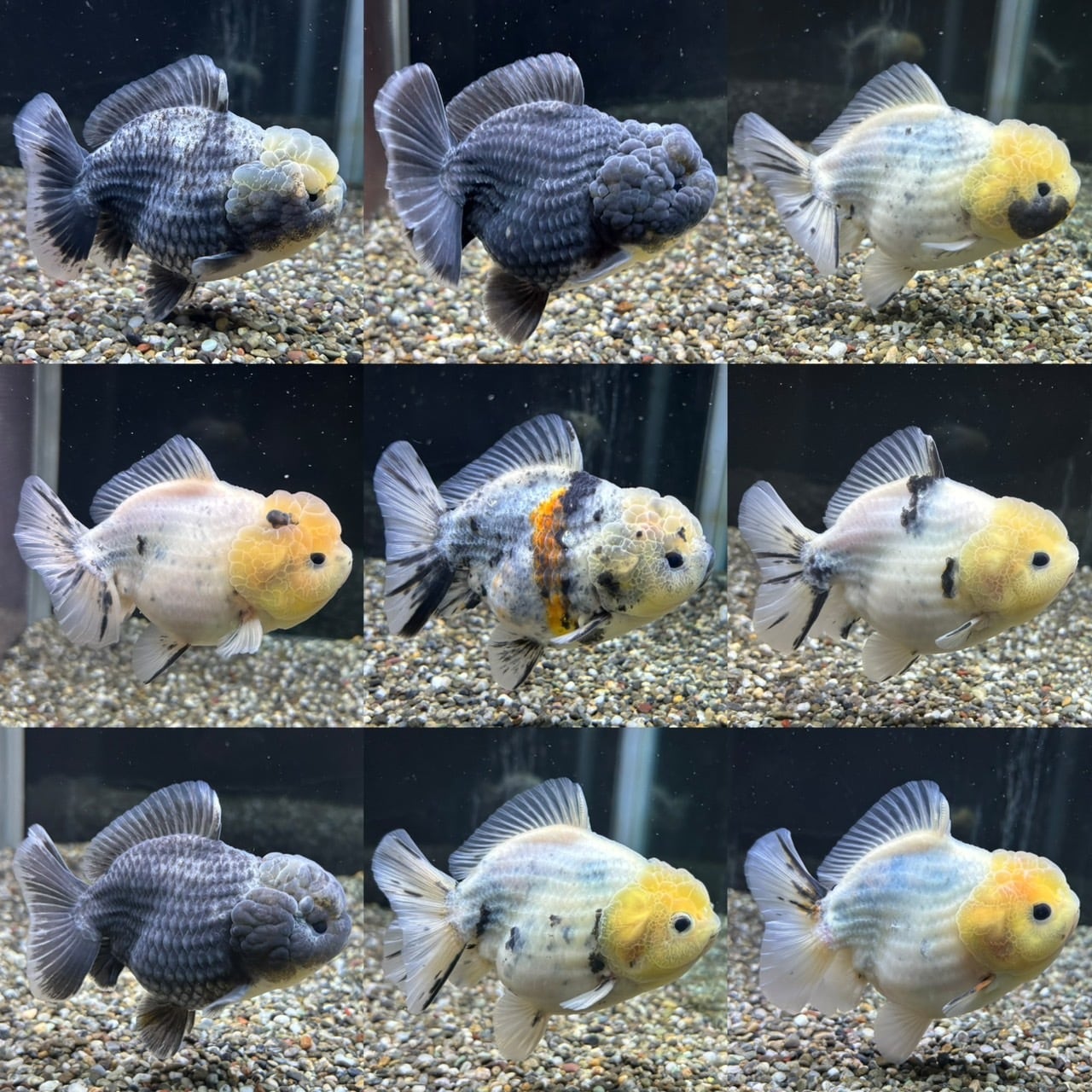 オランダST 11〜13cm 1匹 ランダム出荷