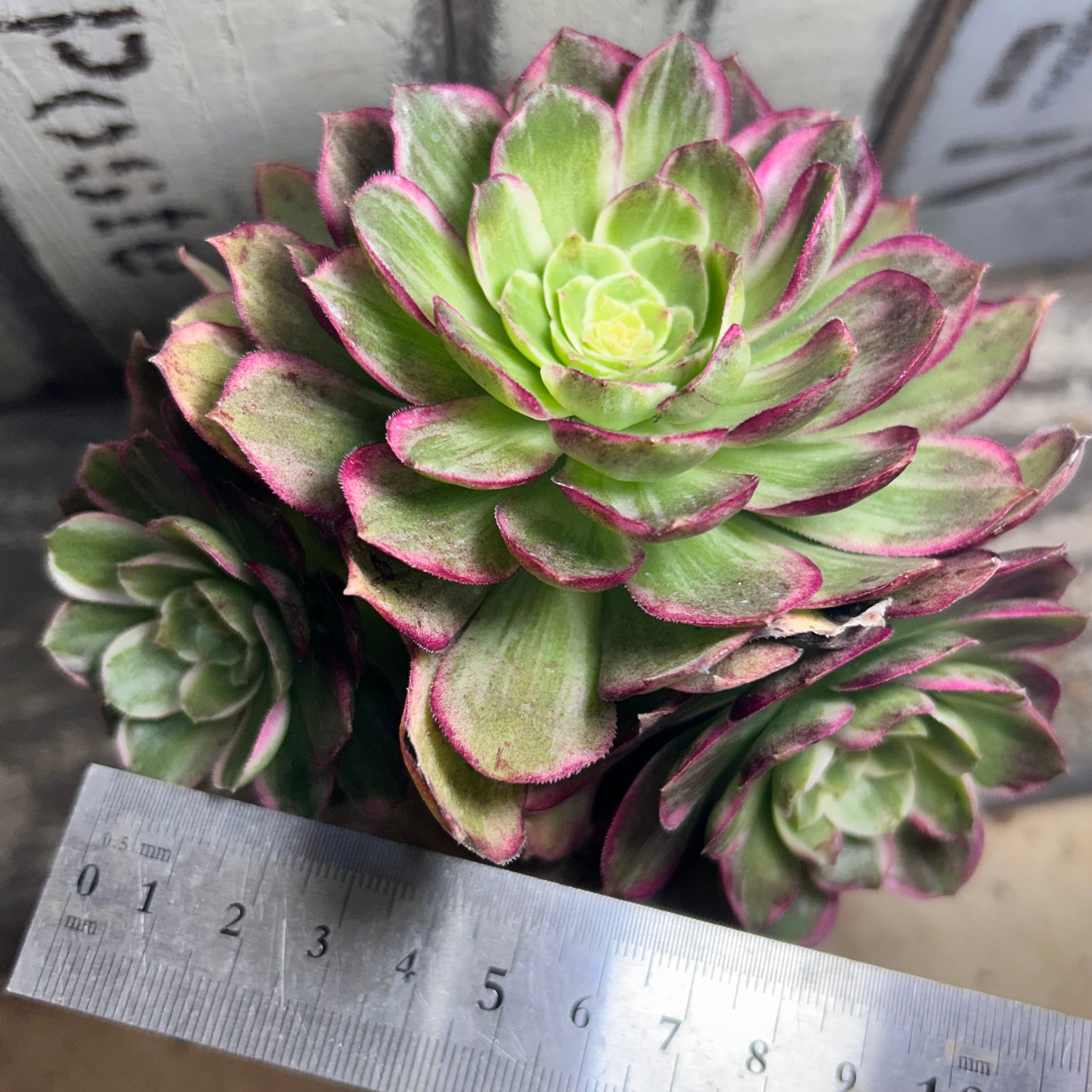 水蜜桃 アエオニウム | RuPo 多肉植物専門店