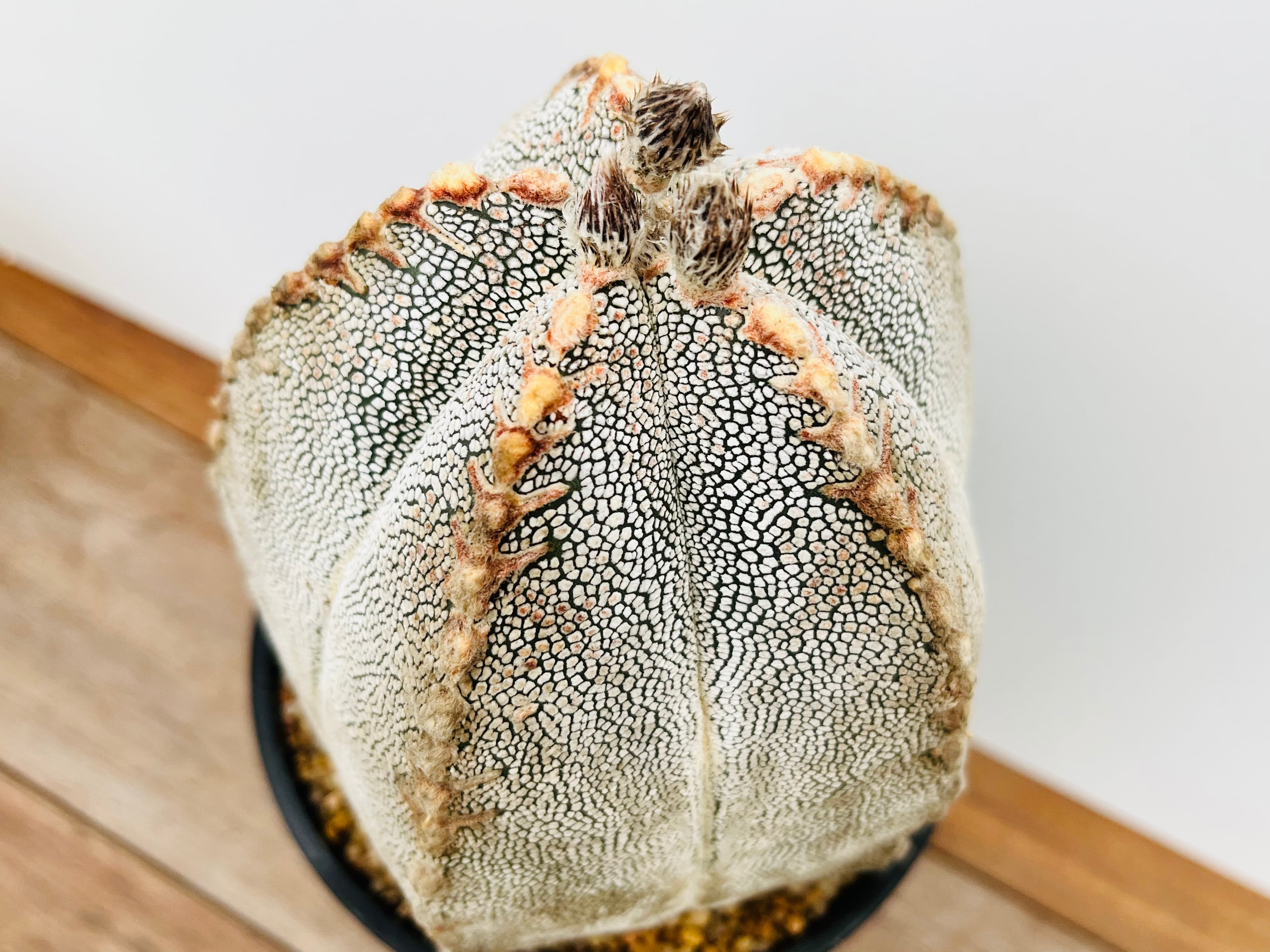 Astrophytum myriostigma アストロフィツム ランポー玉 恩塚鸞鳳玉