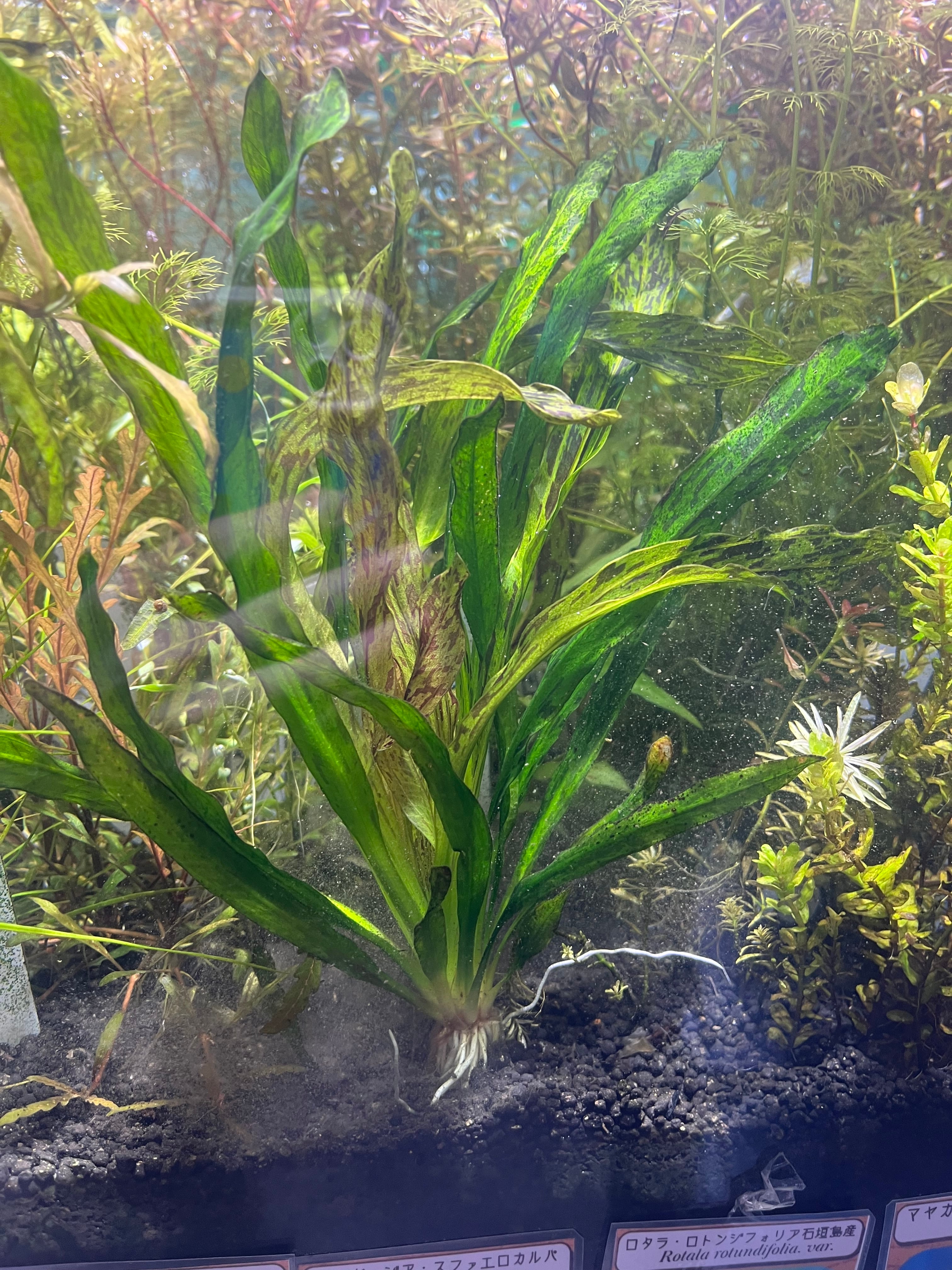 水草 | aquarium shop earth