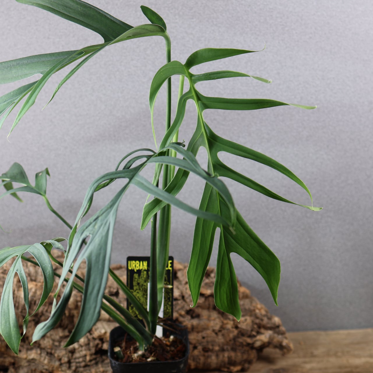 820『urban jungle モンステラ クロアティ』観葉植物 一点もの【送料