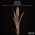 【送料無料】Billbergia 'Fireworks'〔ビルベルギア〕現品発送B0186