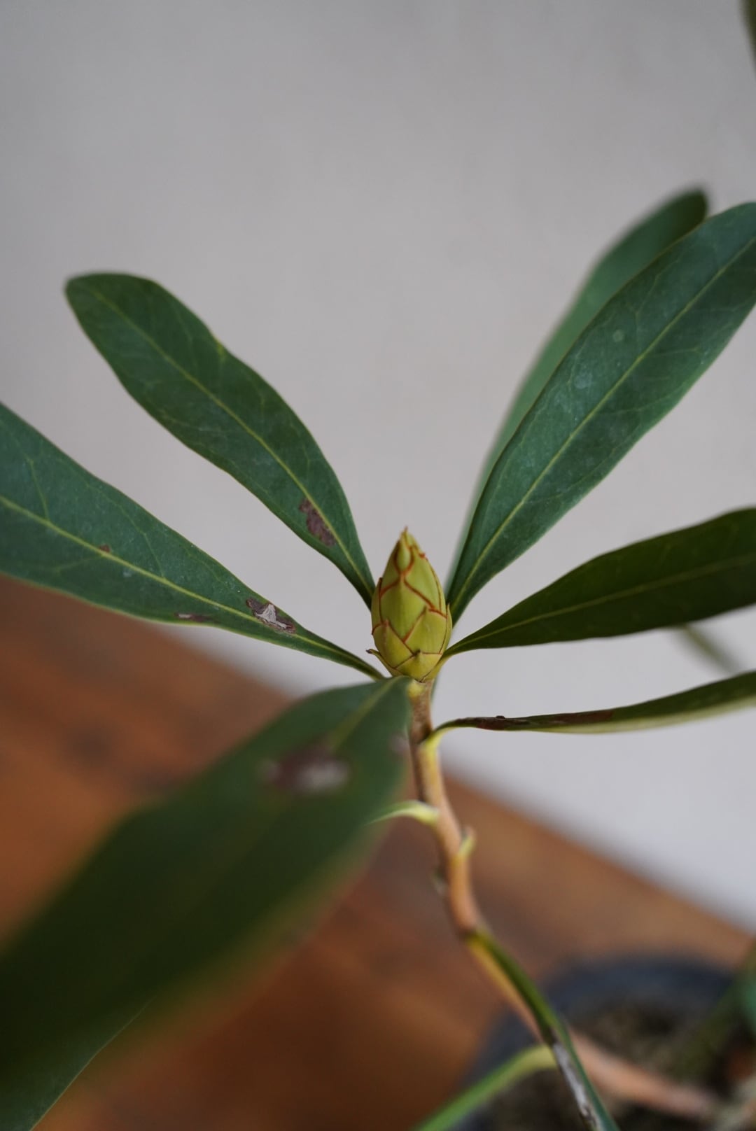 テロペア シェイディレディホワイト | 沼ノ上農園