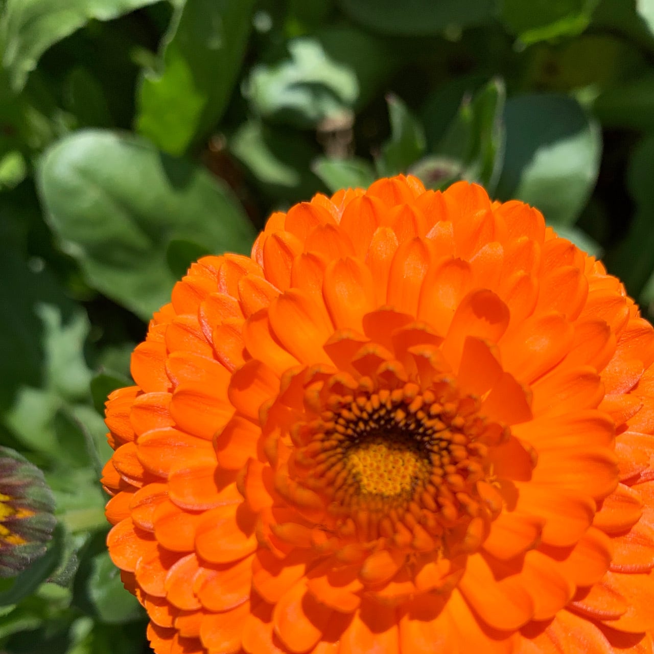 NIKUQ CERAM 兵庫県淡路島産【カレンデュラ】肉球クリーム カサカサの