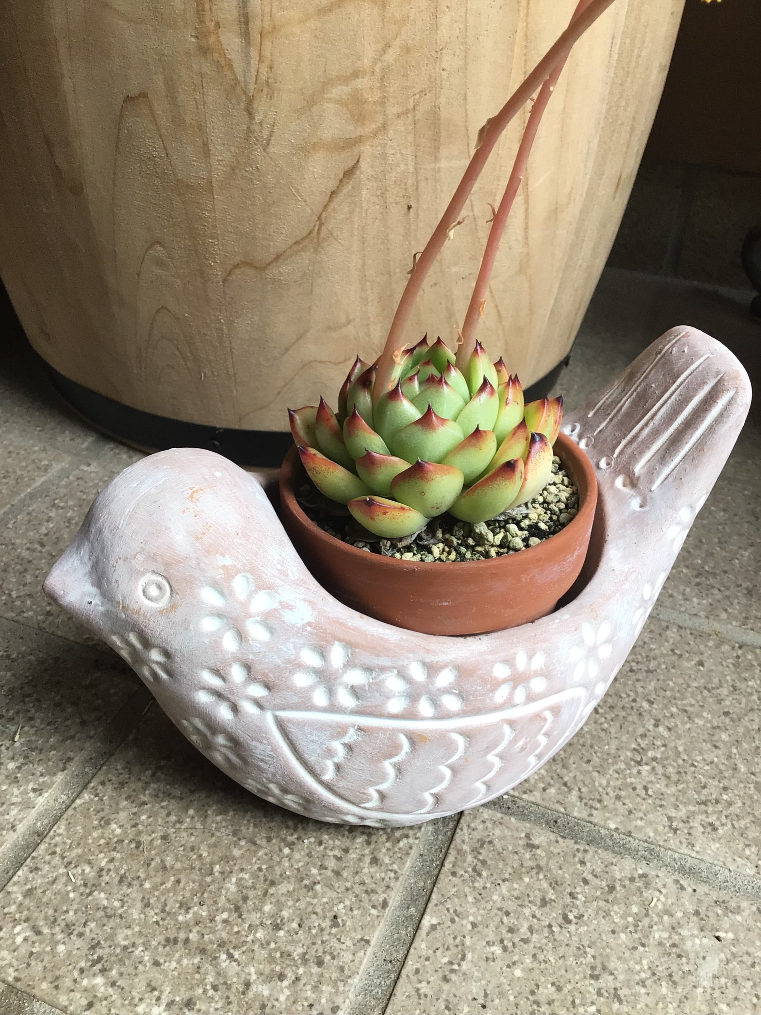 フェアトレード】テラコッタのアニマルプランター トリ/鳥 / People