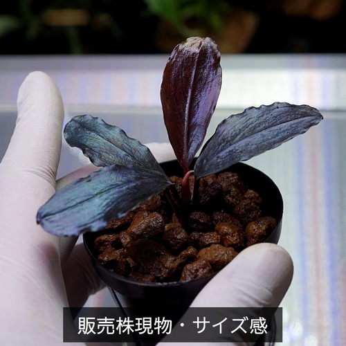 【一点物】Bucephalandra sp.”Theia blue”　No-004