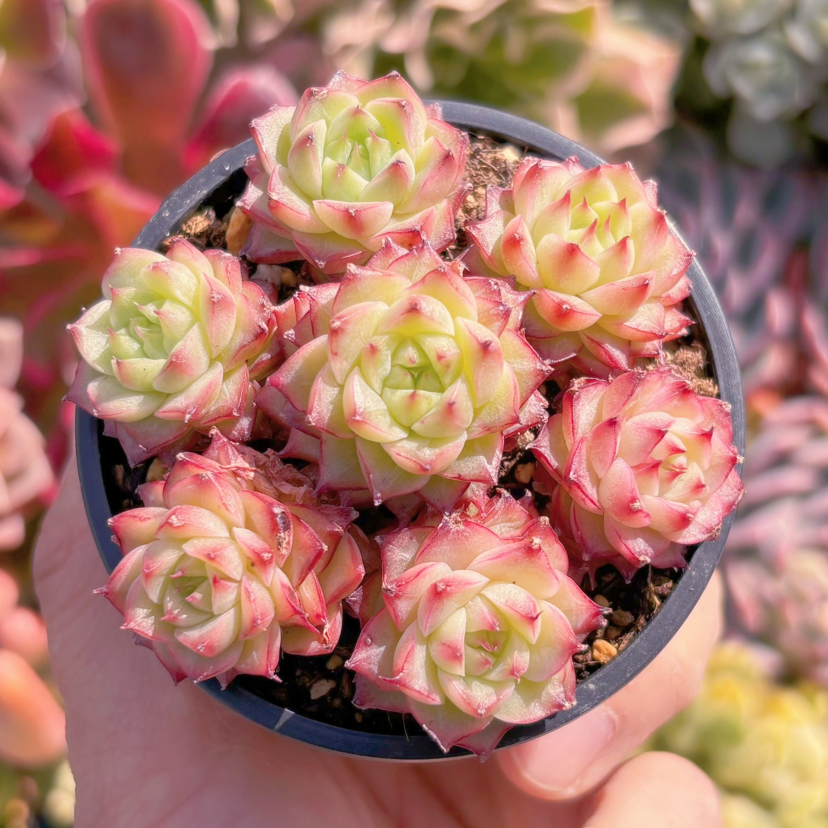 多肉植物　ナポレオン(7頭)　新入荷　るる農園