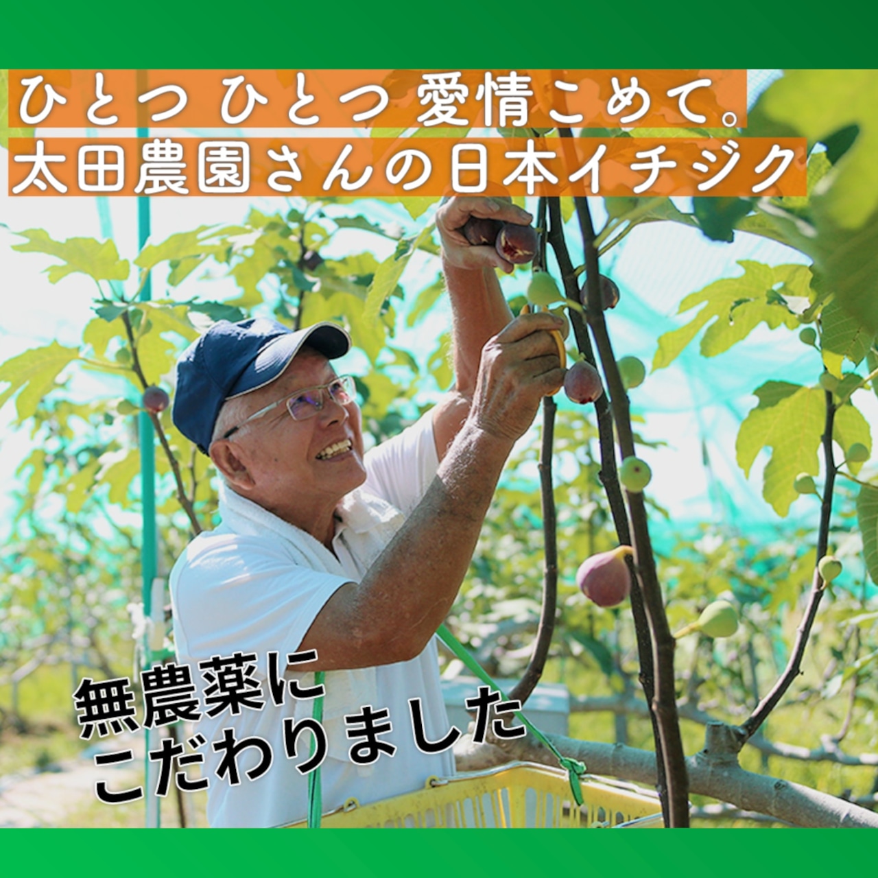 太田農園の日本イチジク【無添加•岡山県産】（ドライフルーツ「フルーツ王国　王様のおやつ」）　